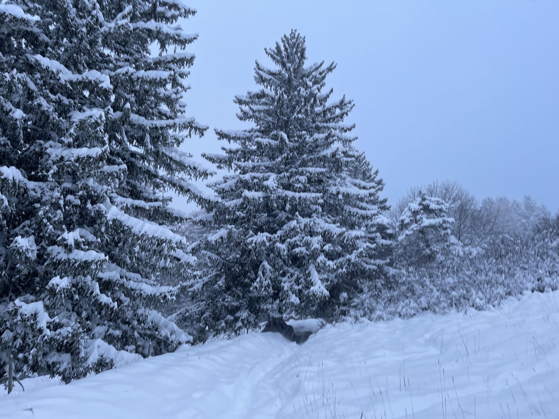 Randonnée Villard-de-Lans - Balade en raquette sous la neige