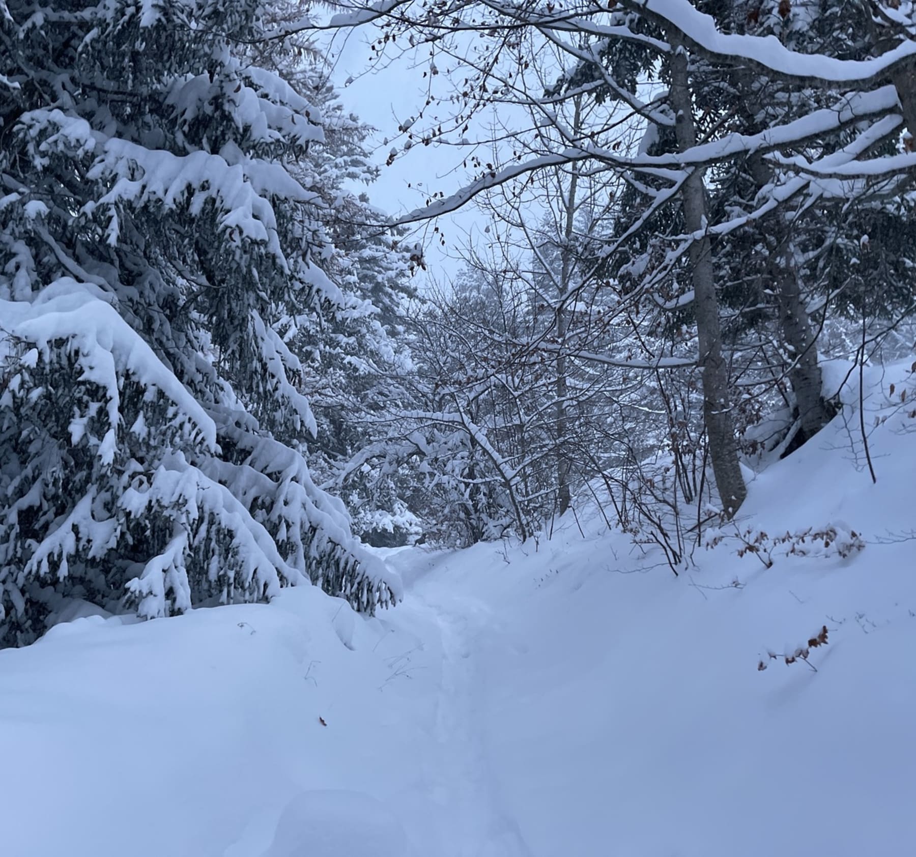 Randonnée Villard-de-Lans - Balade en raquette sous la neige