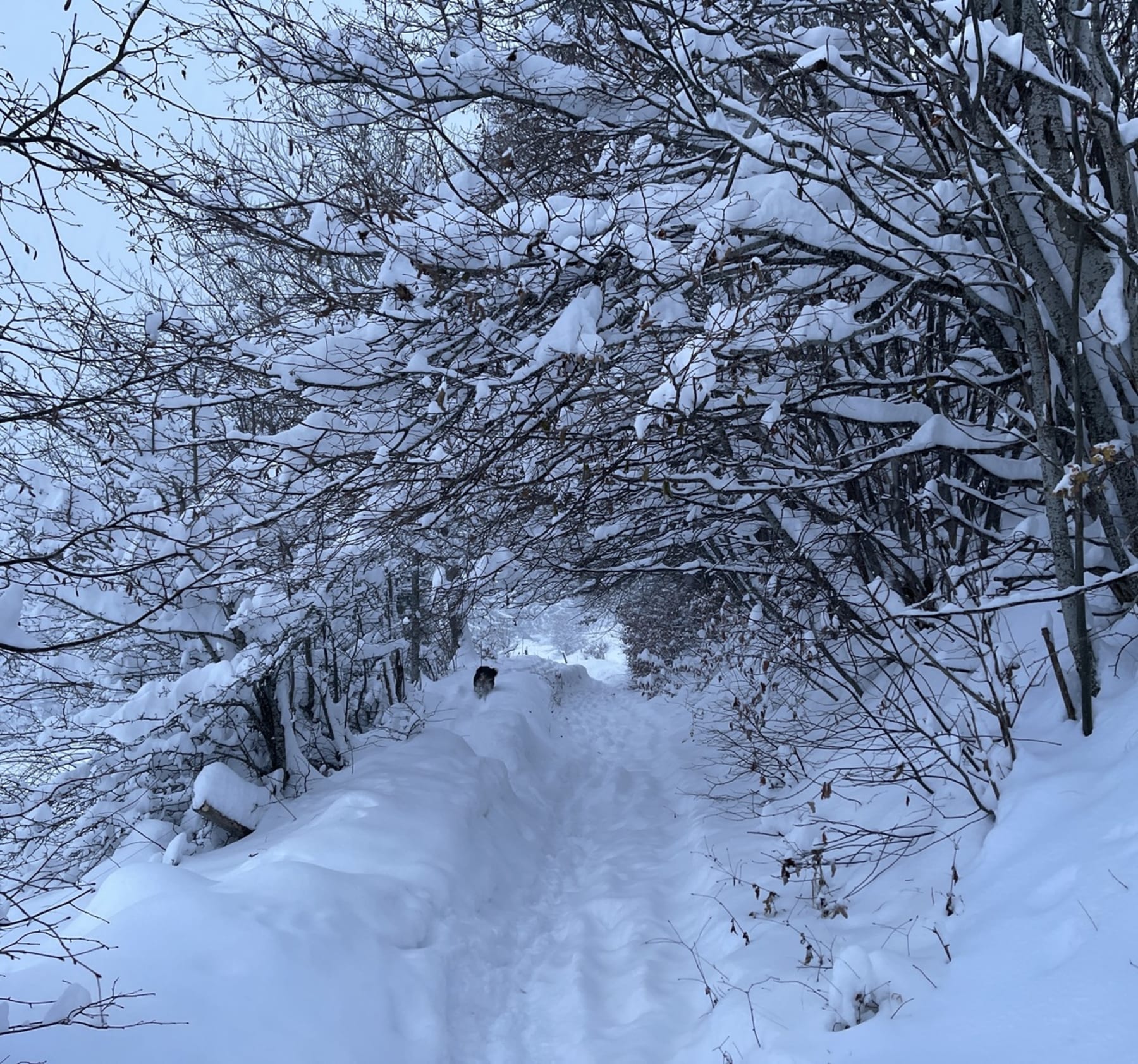 Randonnée Villard-de-Lans - Balade en raquette sous la neige