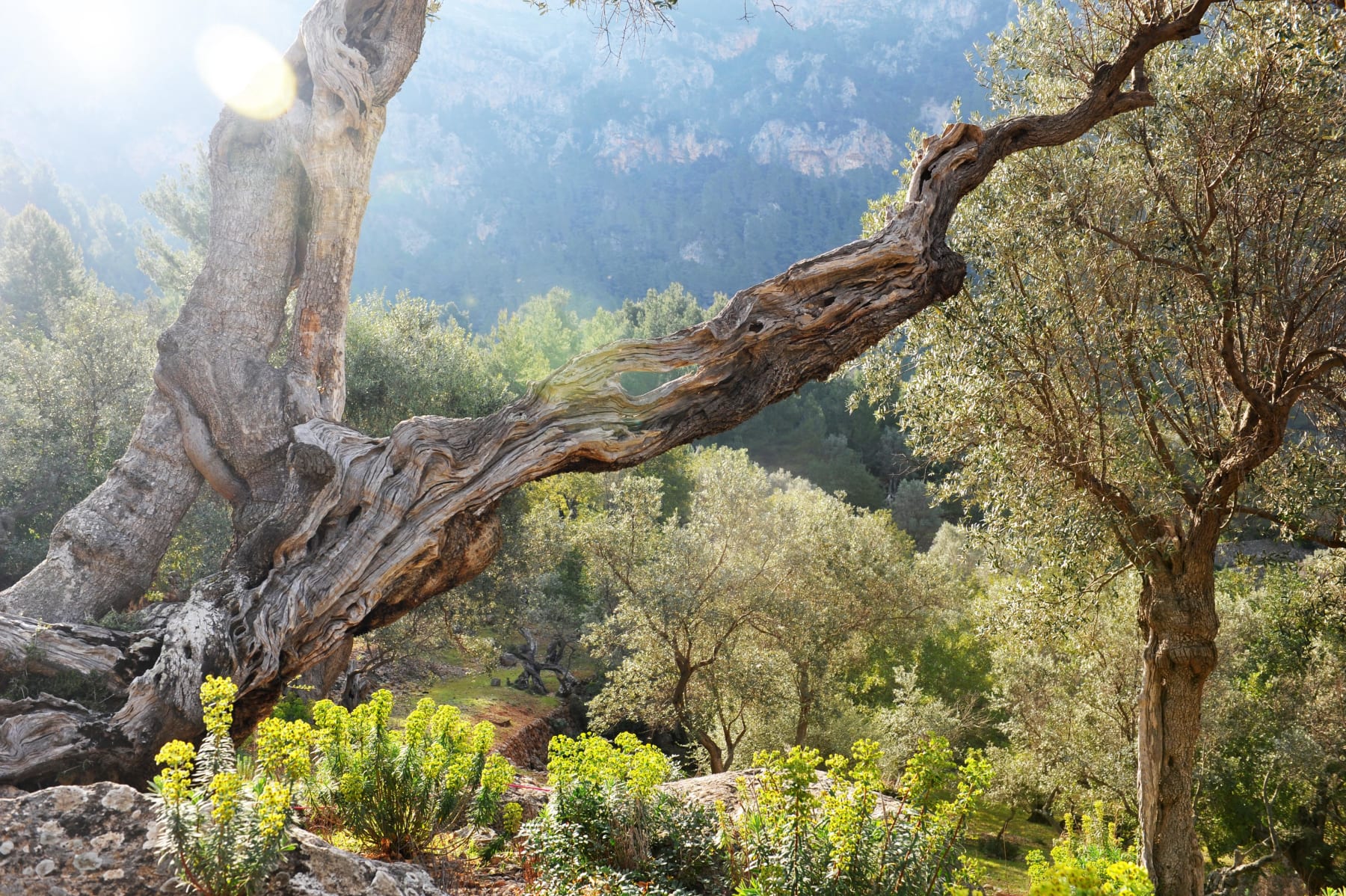 Randonnée Le Castellet - Virée sous la Roche Redonne et les bois de Sainte-Anne