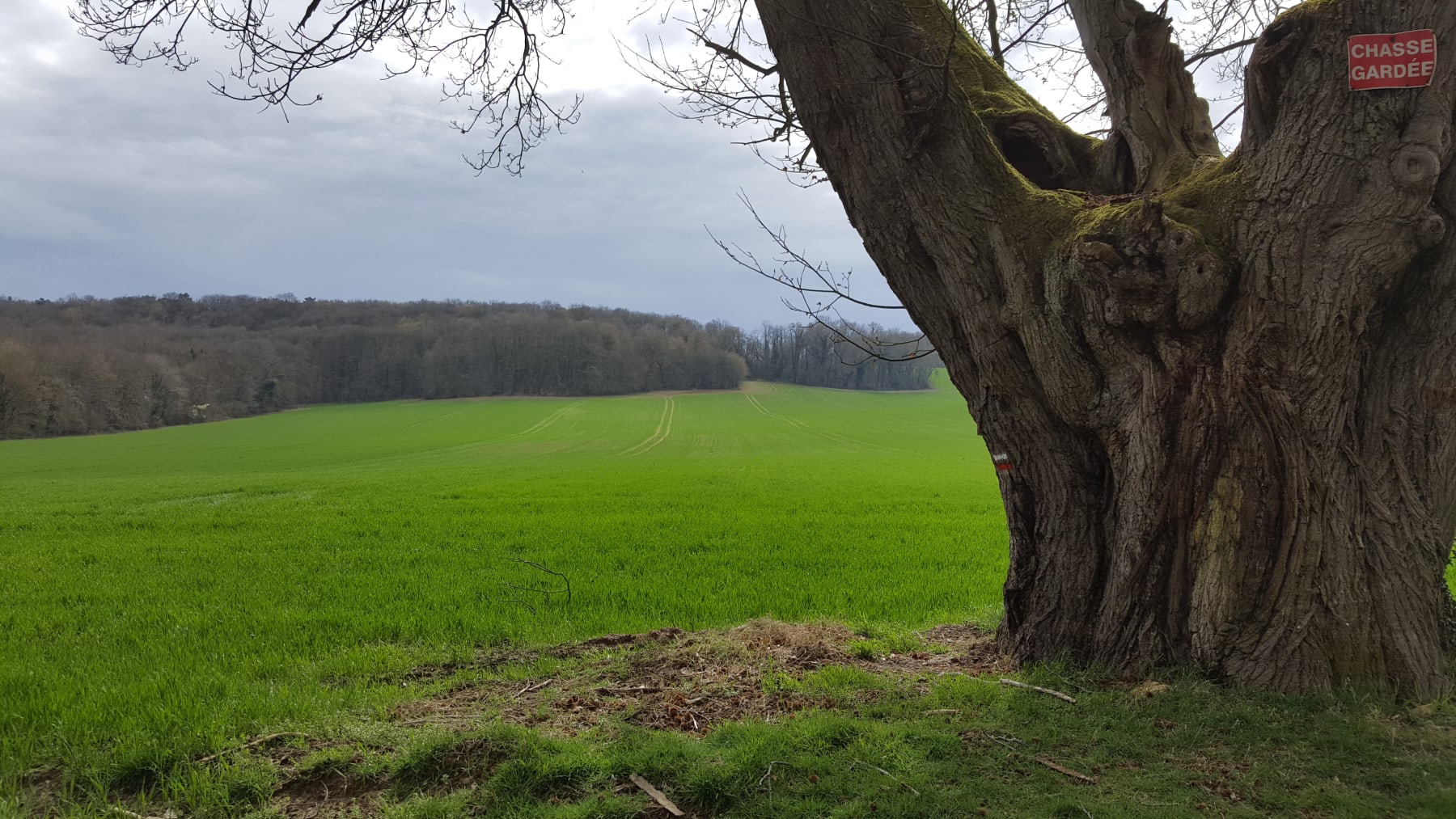 Randonnée Angervilliers - Balade à pied en forêt domaniale d'Angervilliers