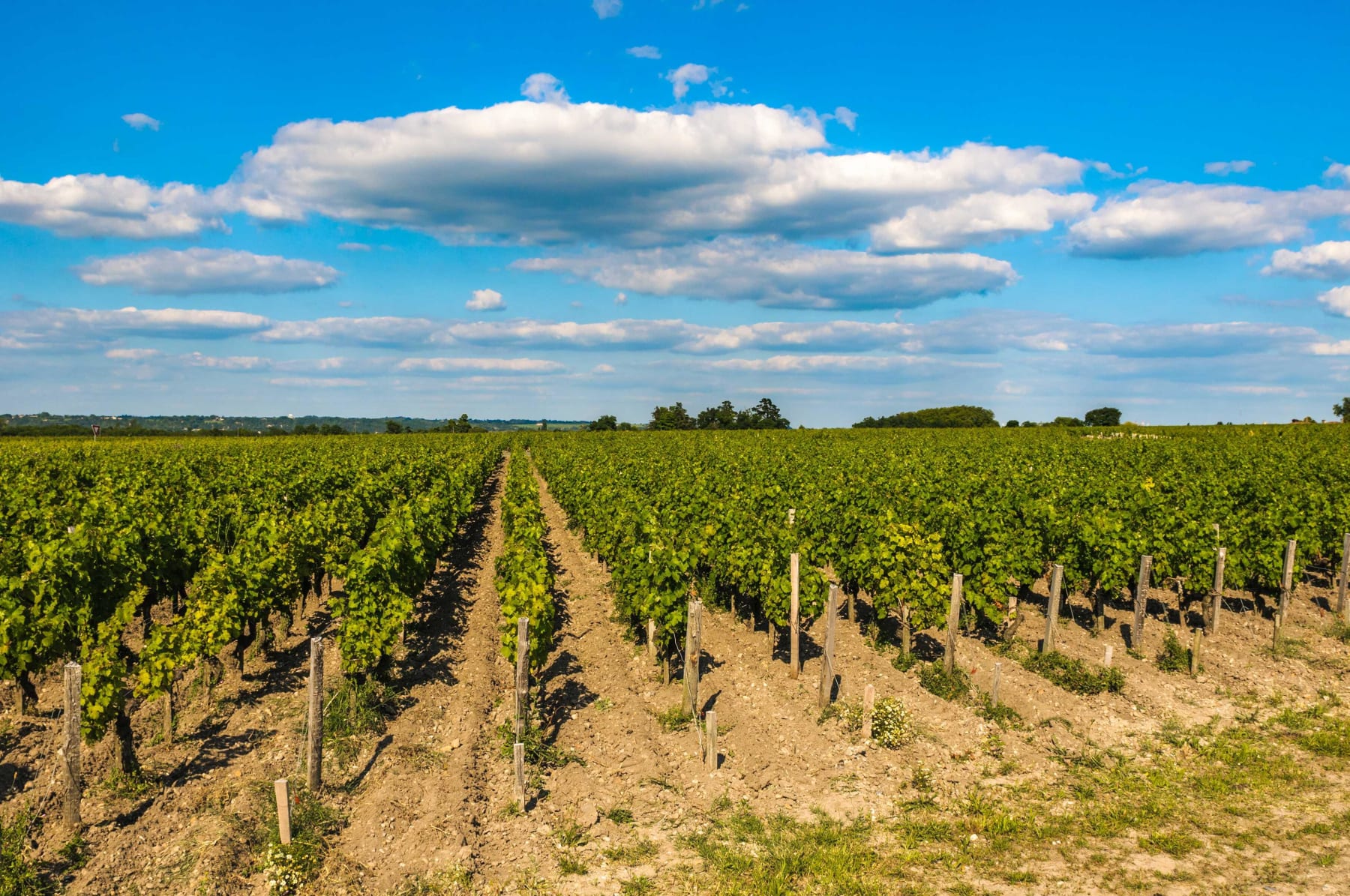 Randonnée Berson - Entre vignes et sous-bois autour de Berson