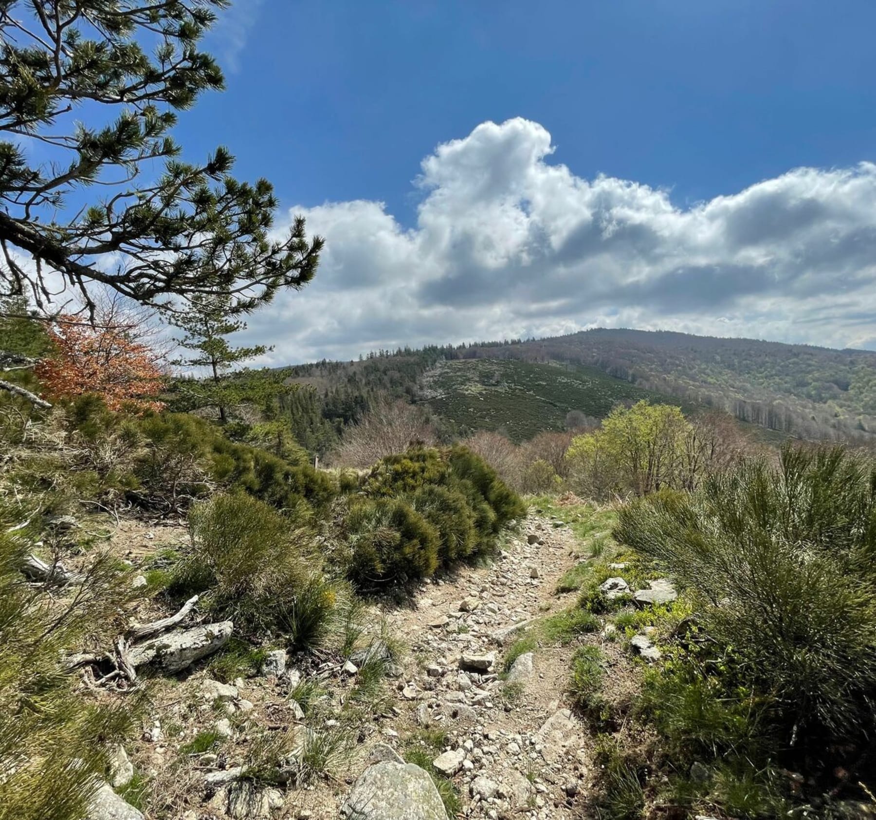 Randonnée Saint-Sauveur-Camprieu - Camprieu par les crêtes