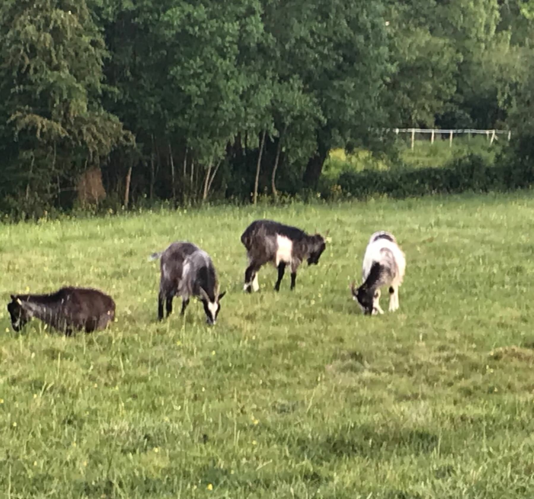 Randonnée Mouilleron-le-Captif - Balade familiale autour des animaux