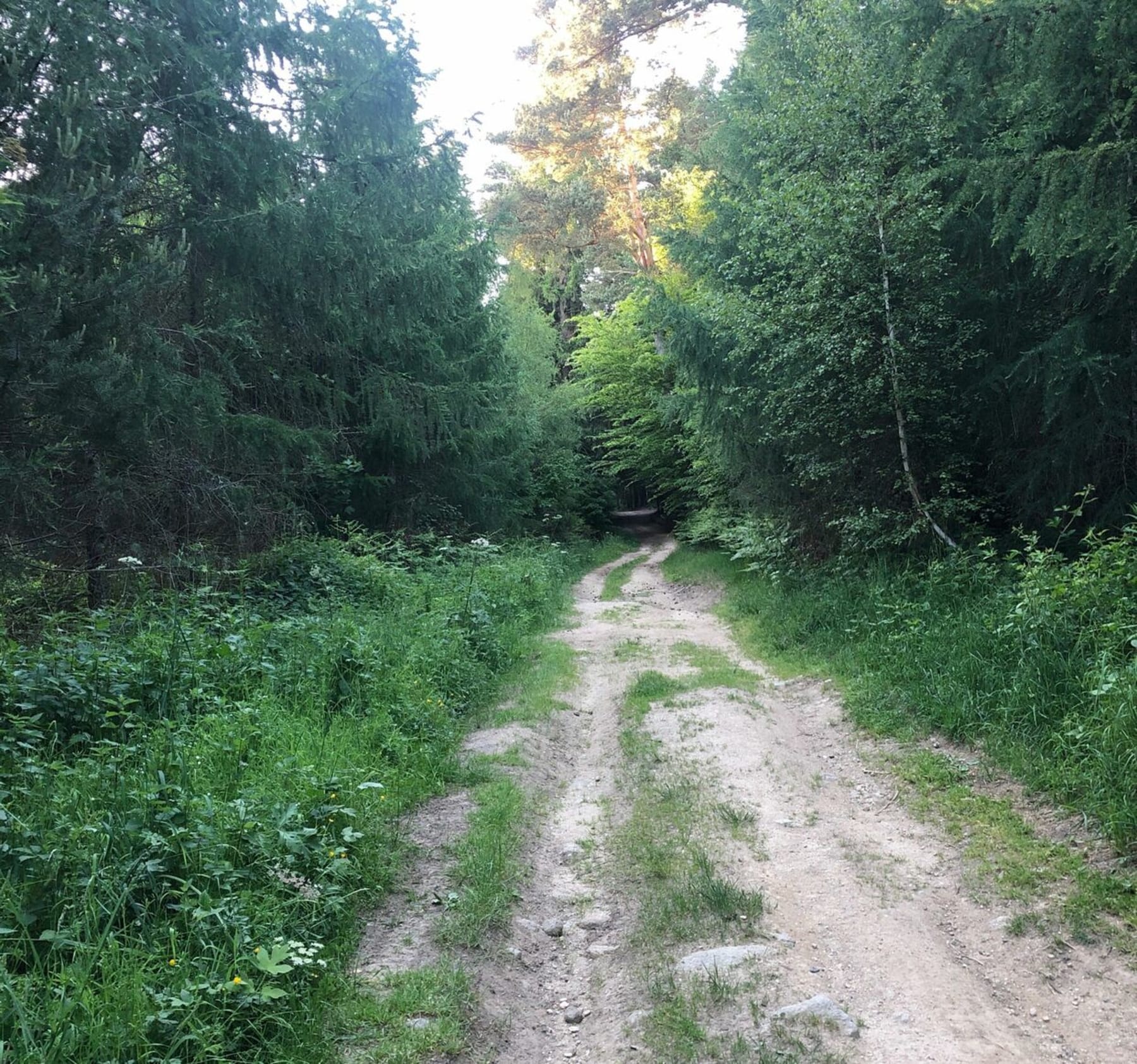 Randonnée Usson-en-Forez - Marche vivifiante autour de Usson en Forez