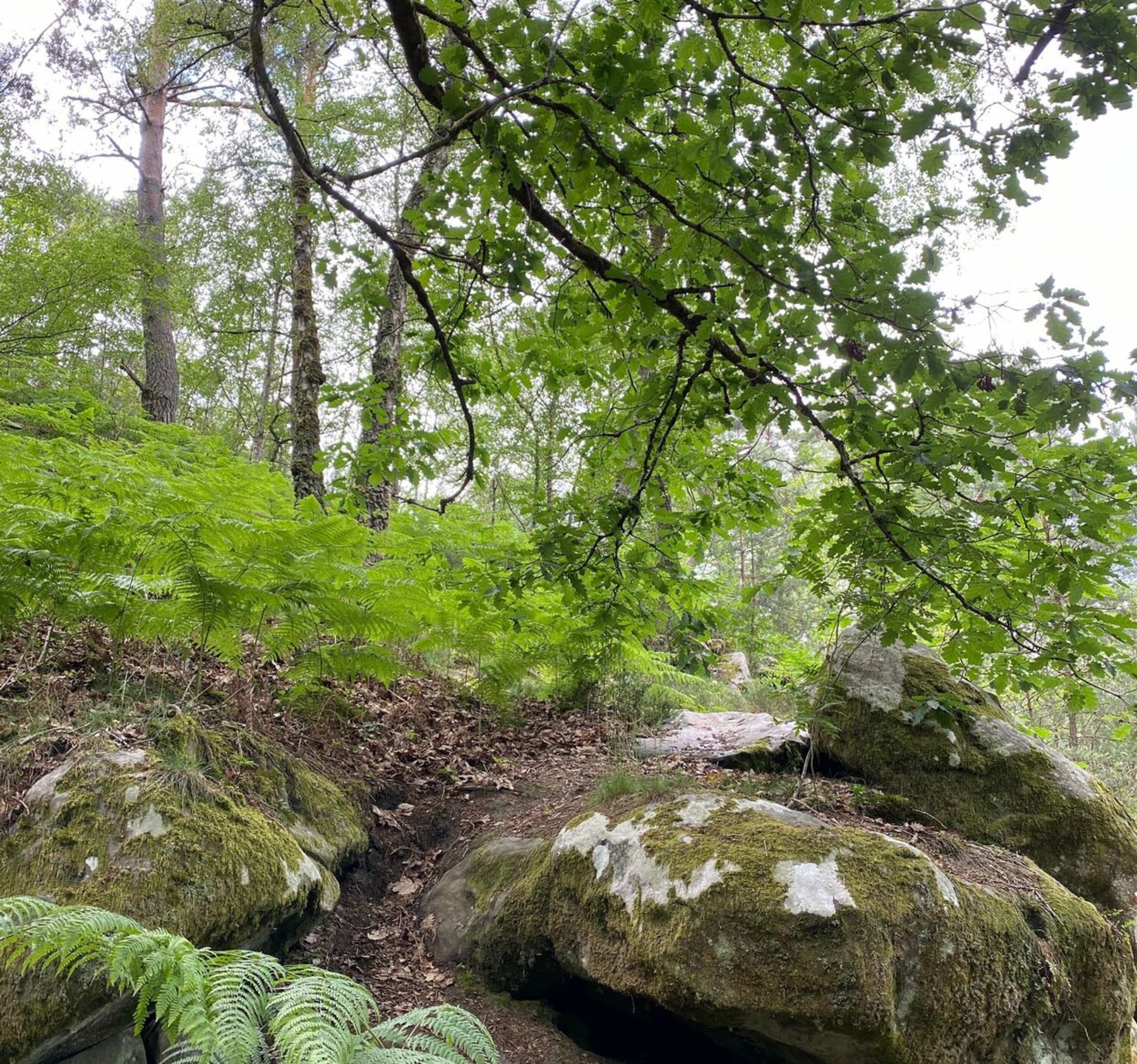 Randonnée Poigny-la-Forêt - Entre bois et village de Poigny la forêt