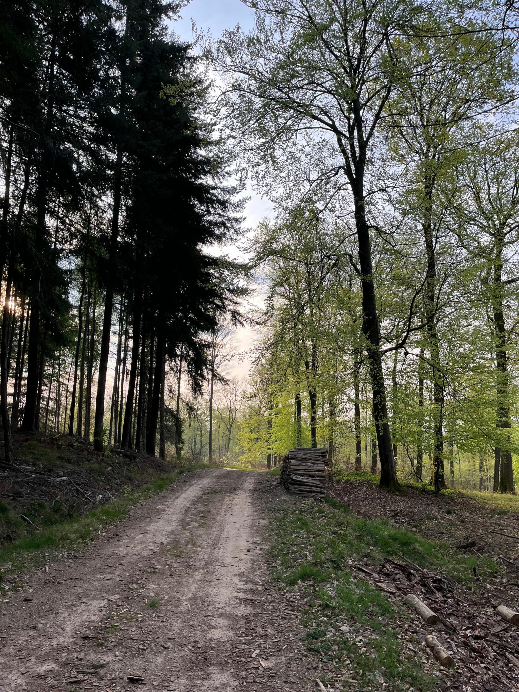 Randonnée Gœrsdorf - Forêt de Mitschdorf