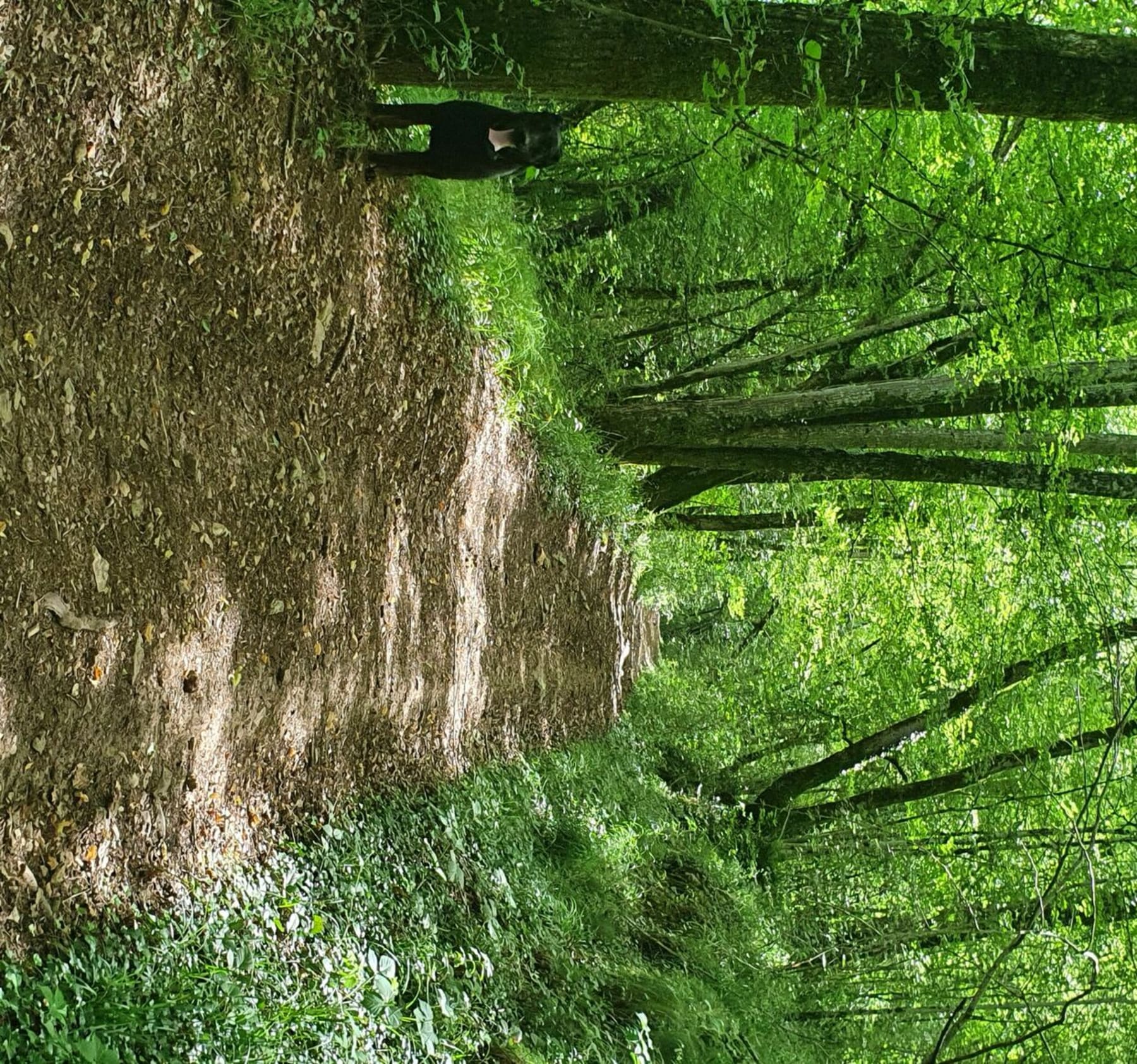 Randonnée Quingey - Le bois de Moini