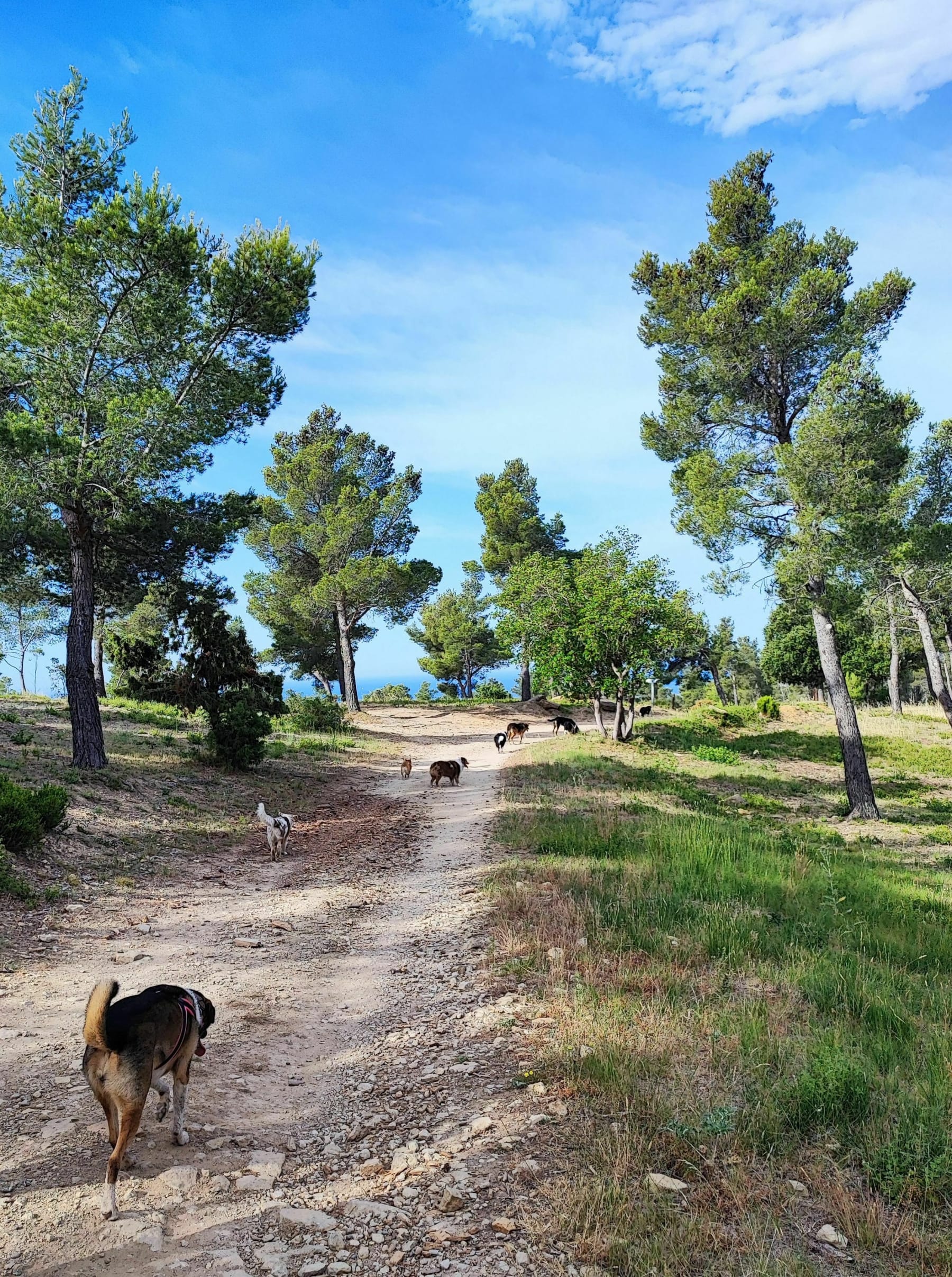 Randonnée La Cadière-d'Azur - Balade Vaussier