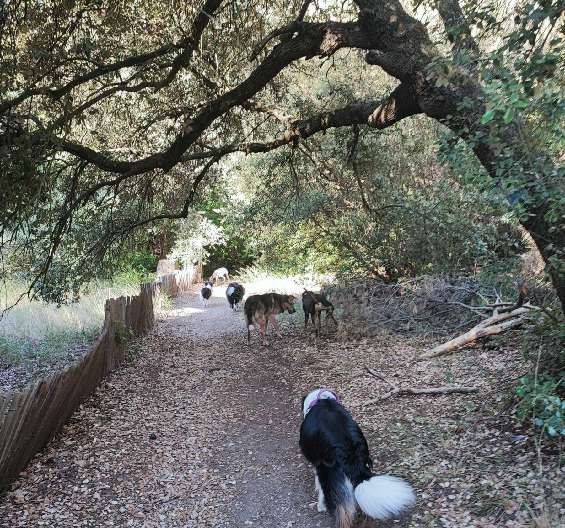 Randonnée Le Beausset - Sentier des 4 frères (Le Beausset - 83)