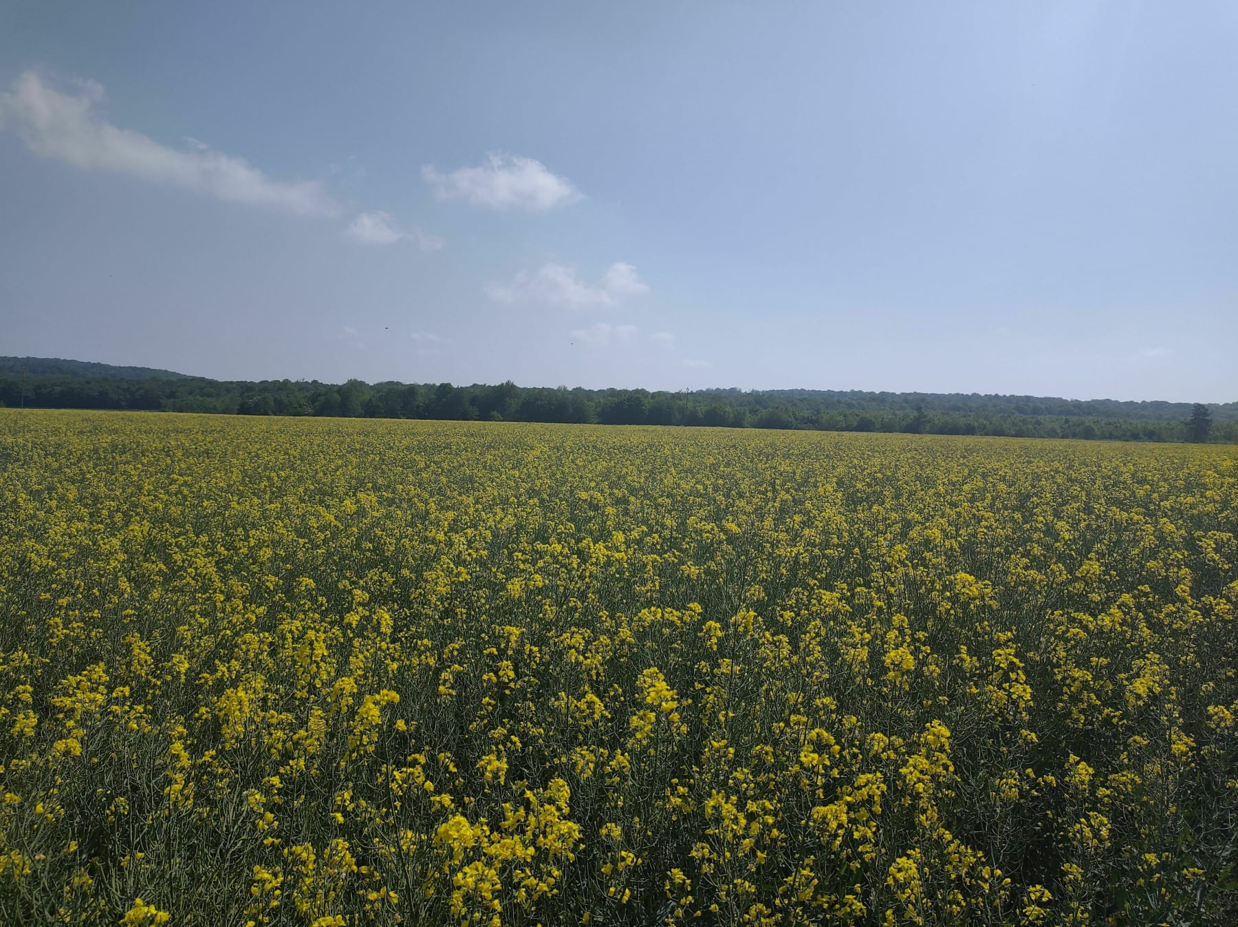 Randonnée Metz - Très belle marche à pied autour de la Grange aux Ormes