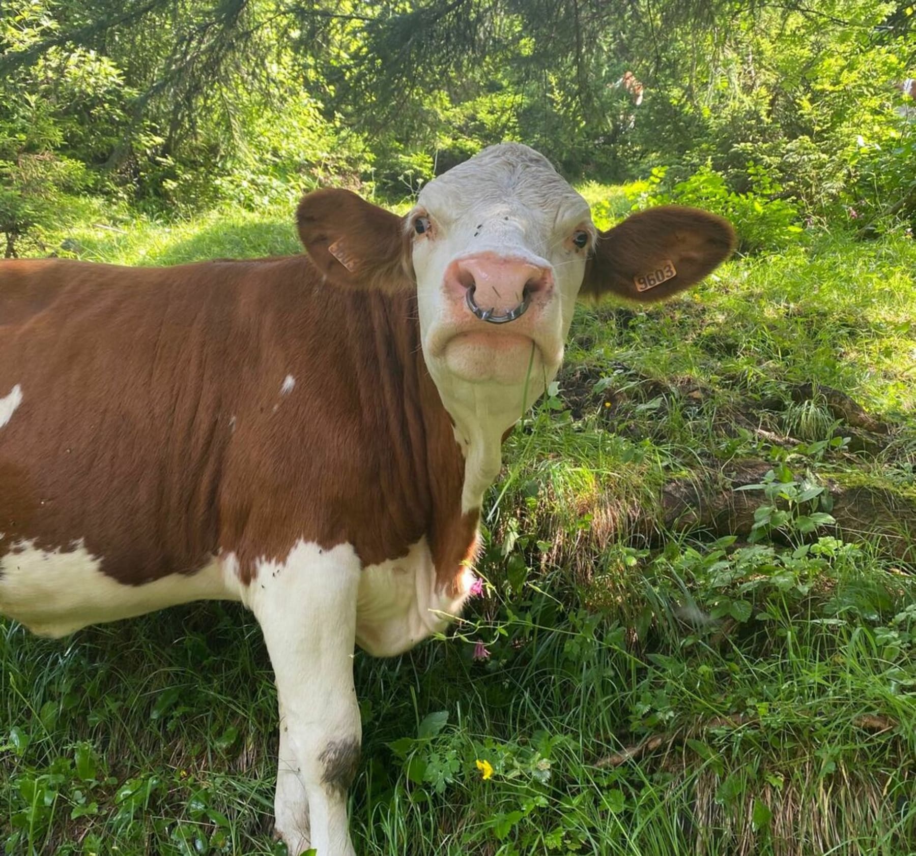 Randonnée Passy - Sortie montagne à Plaine Joux