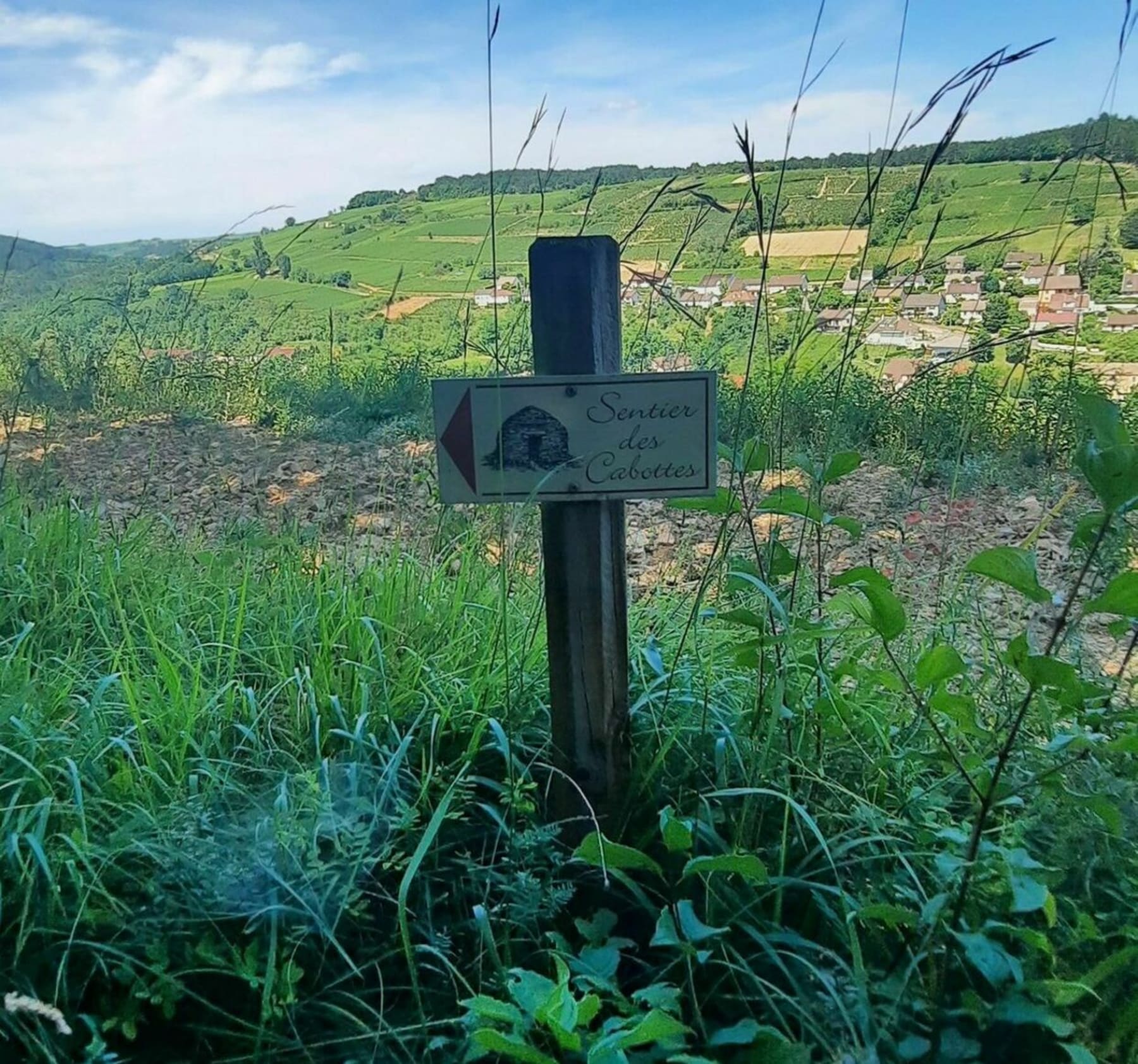 Randonnée Pernand-Vergelesses - Rando à Pernand-Vergelesses sur le sentier des cabottes