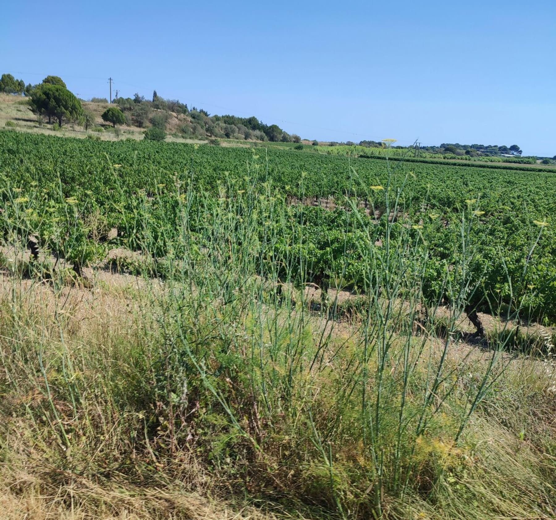 Randonnée Loupian - Bouzigues/Mèze/Loupian