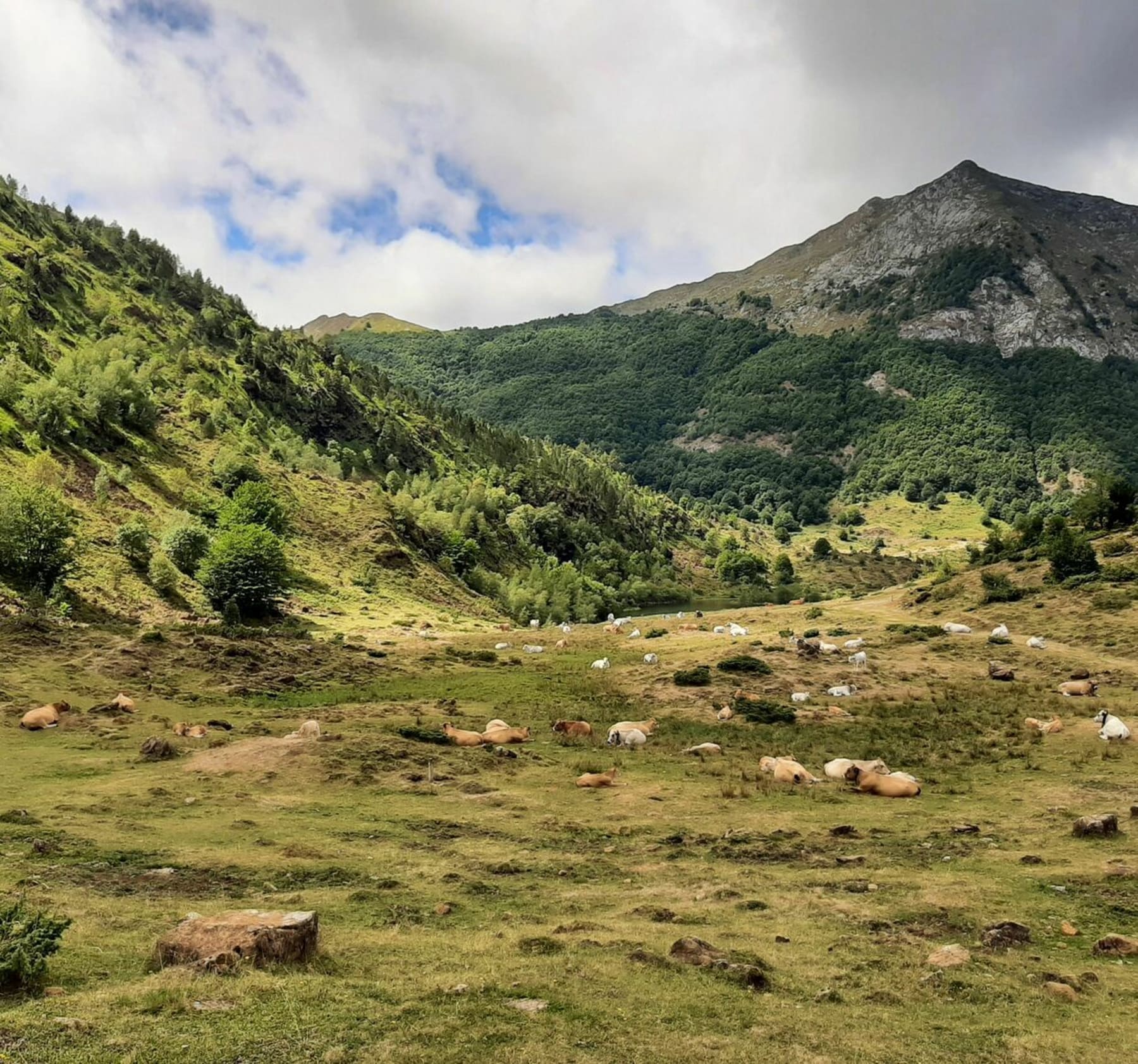 Randonnée Sentenac - Boucle de l'étang de Lers : sentier découverte faune flore