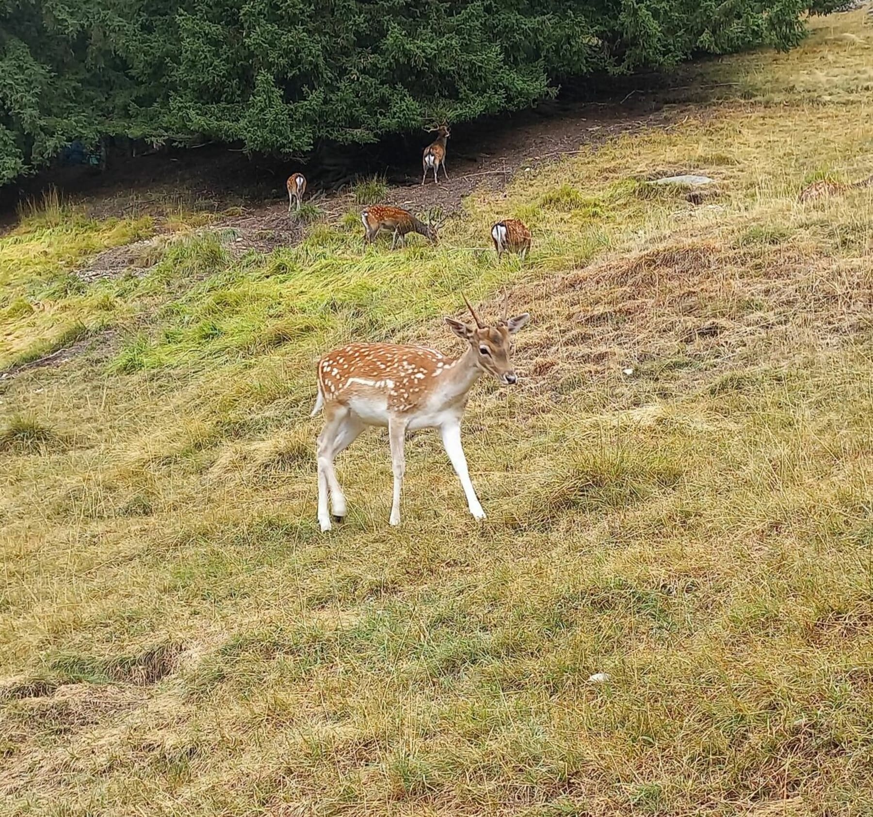 Randonnée Les Houches - Promenade dans le parc de Merlet