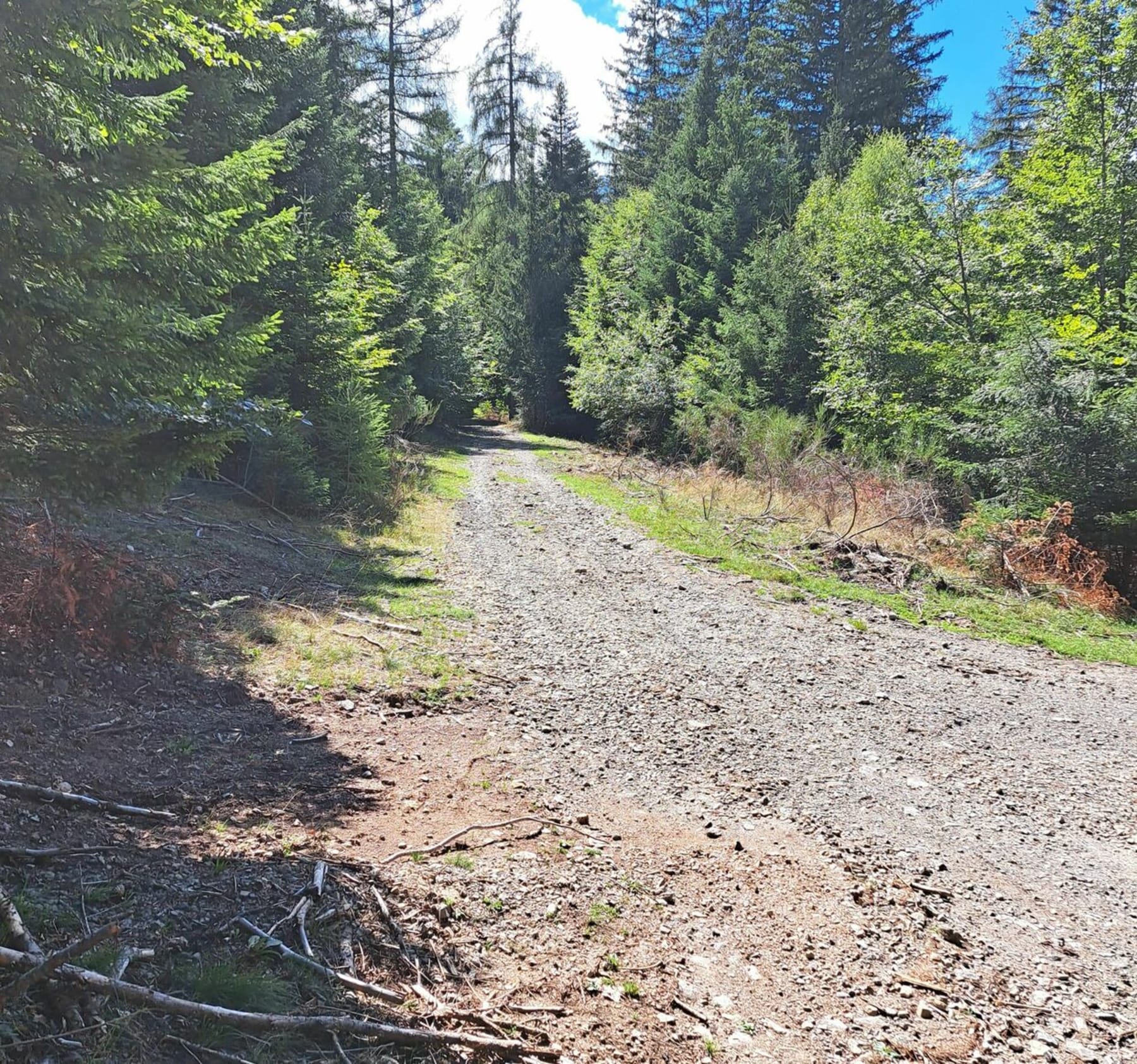 Randonnée Saint-Sauveur-Camprieu - Dans le bois de l'Aigoual