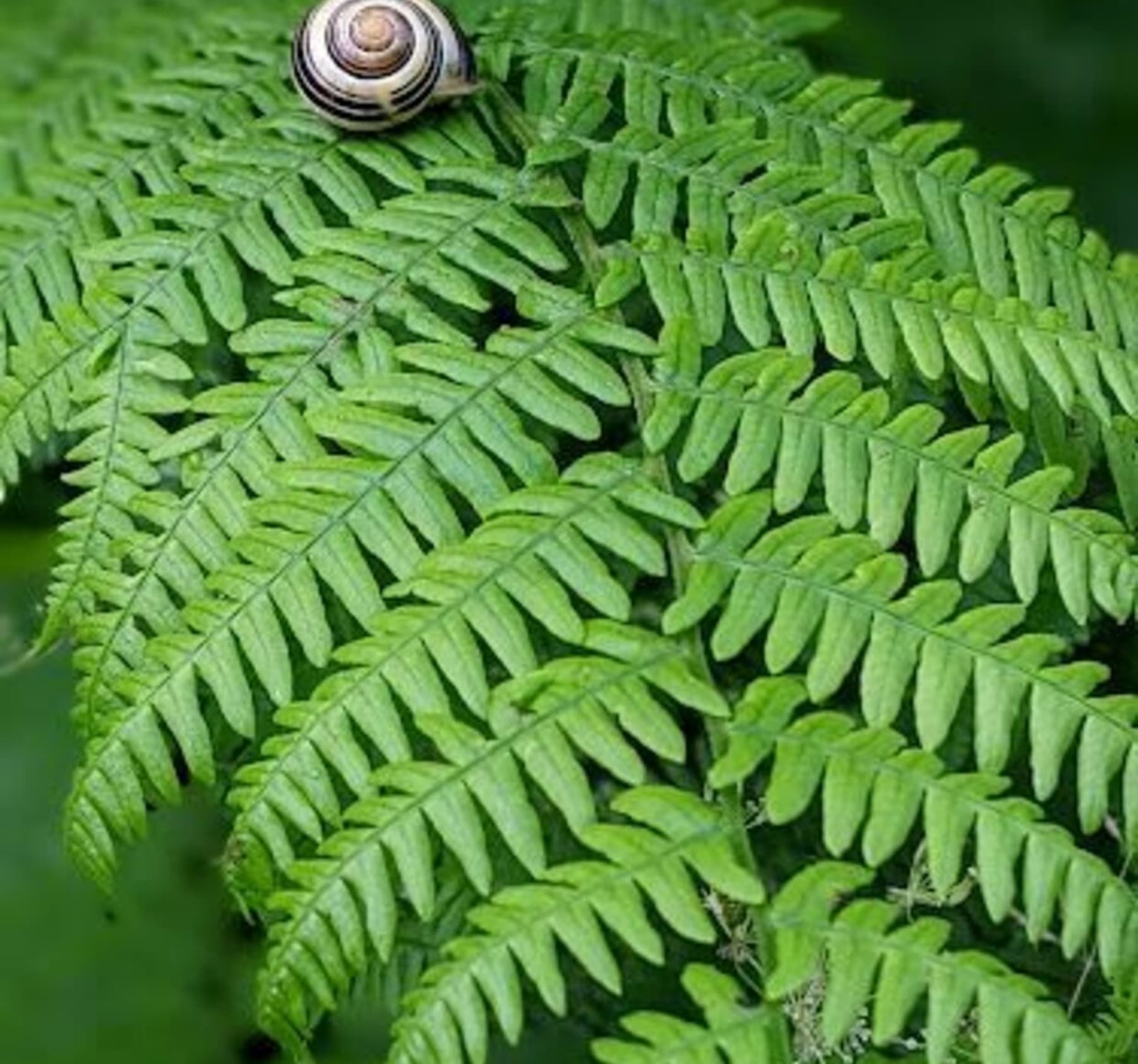 Randonnée Phalempin - Balade en forêt sur le GR121