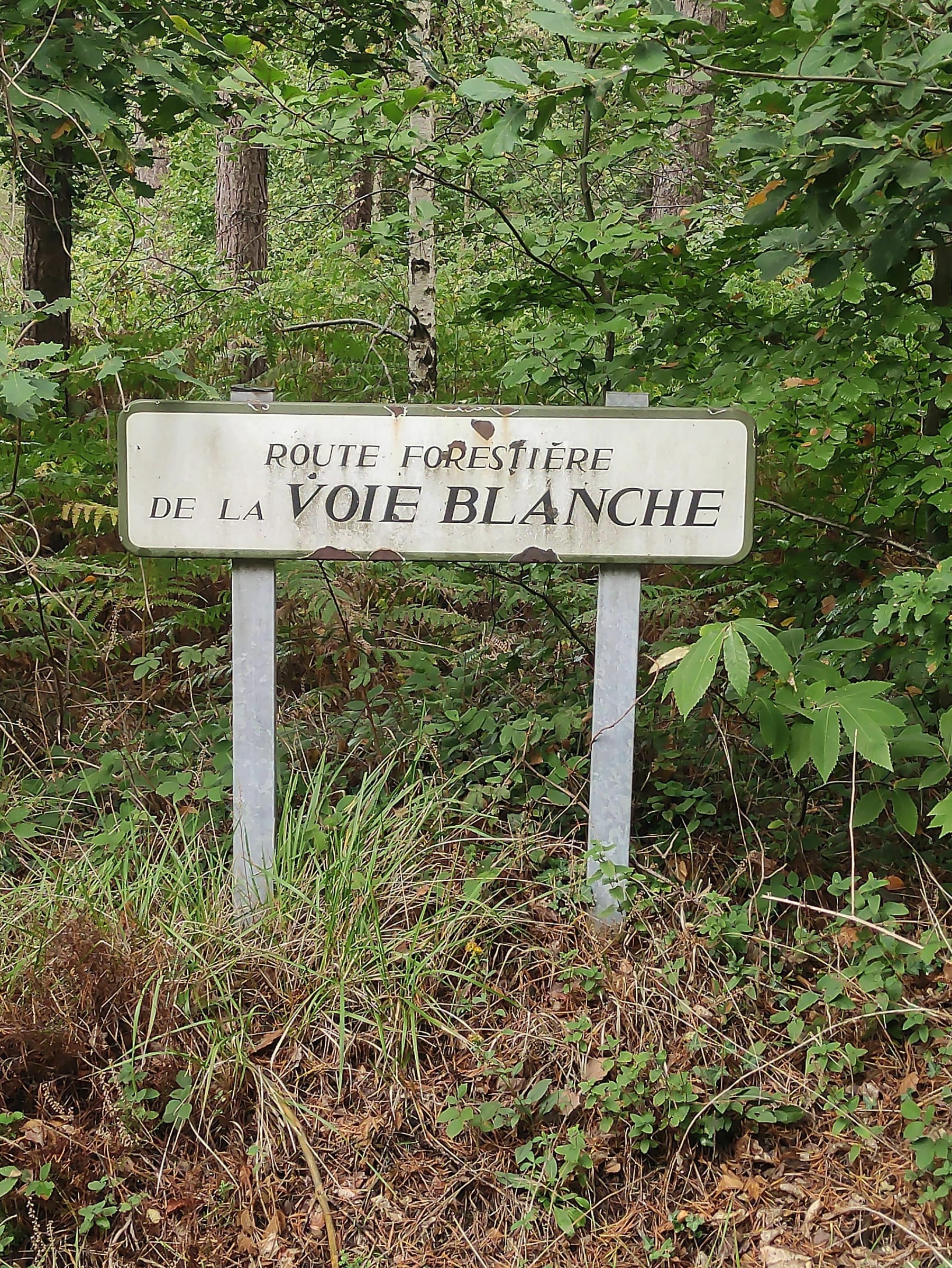 Randonnée Les Damps - Balade en Forêt de Bord