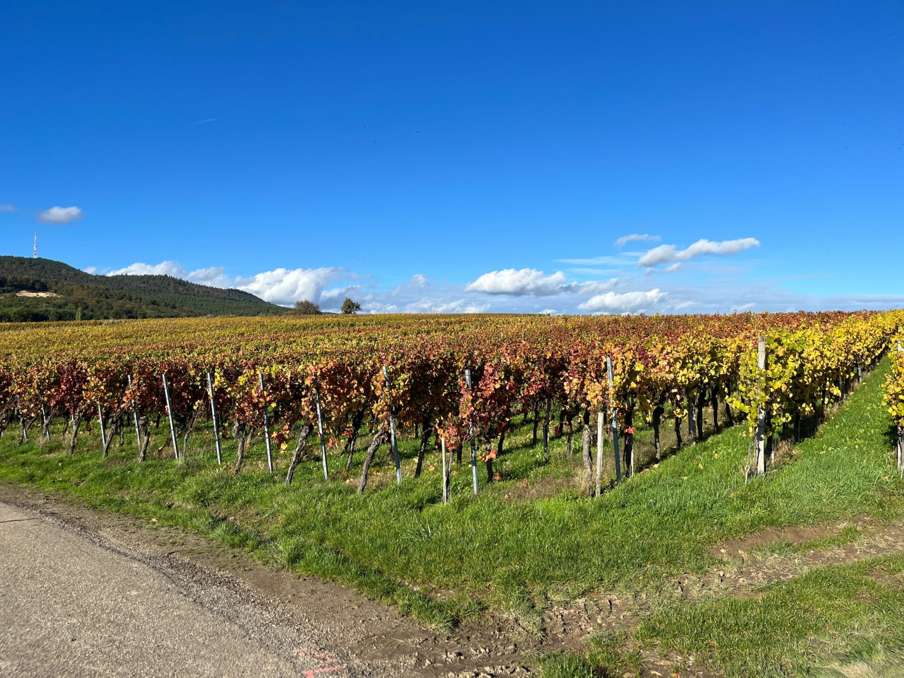 Randonnée Cleebourg - Parcours vinicole de Cleebourg