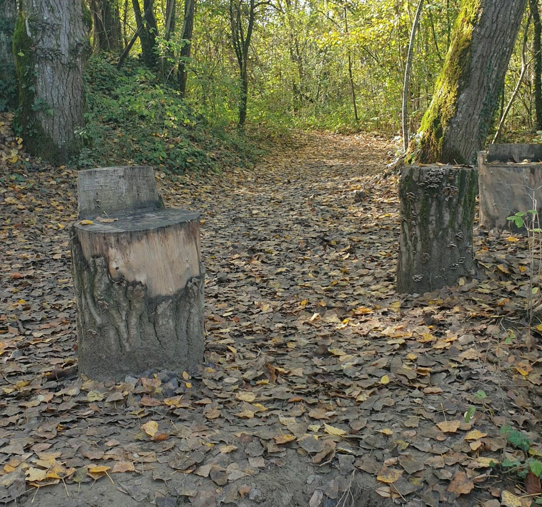 Randonnée  - Sentier du cincle et du petit lac