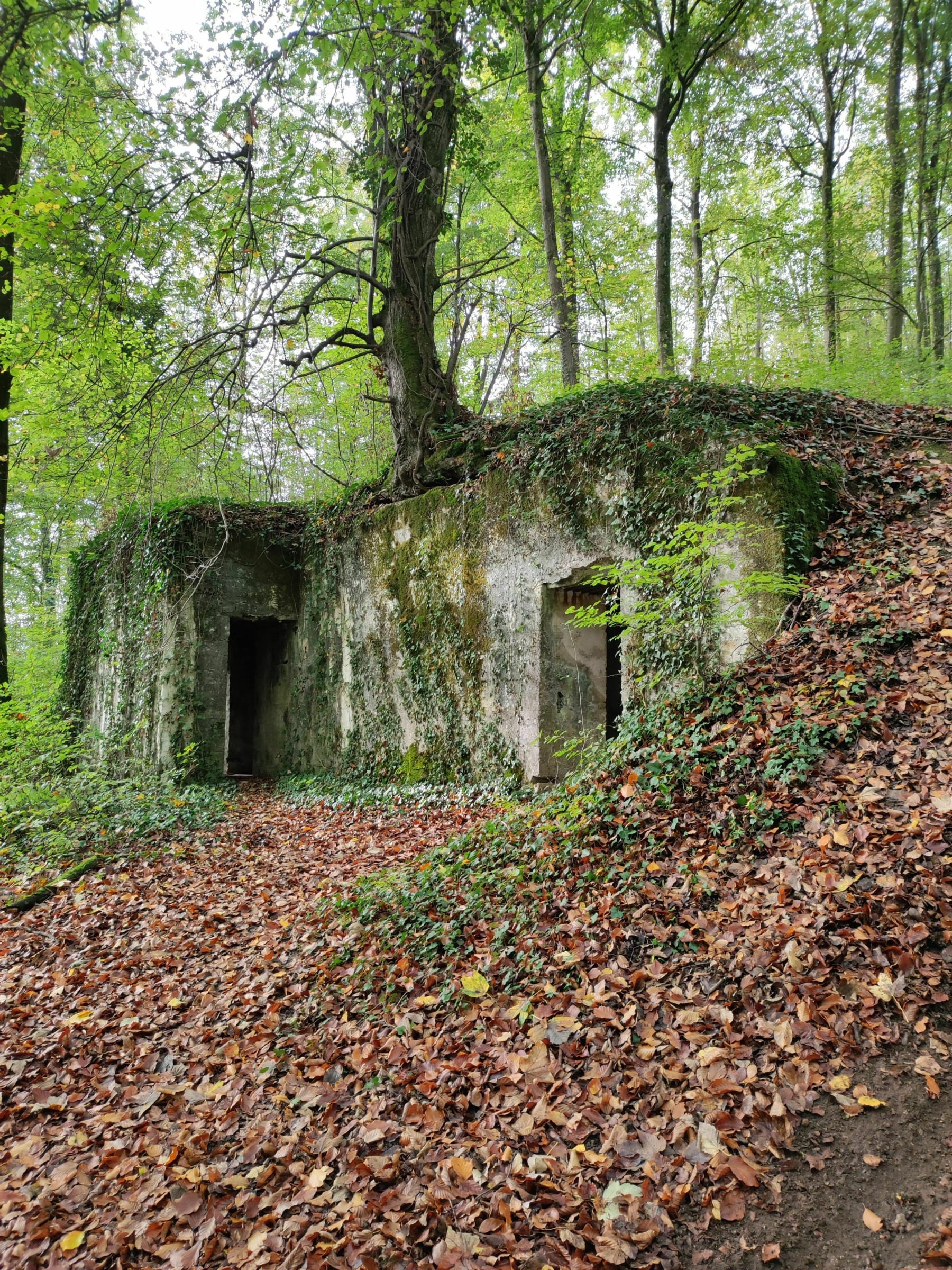 Randonnée Aspach - Aspach-Illfurth par le circuit de 14/18