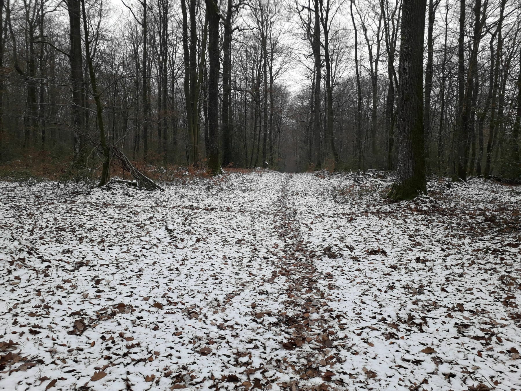 Randonnée Fontaine-Simon - Petite balade en forêt de Senonches sous la neige