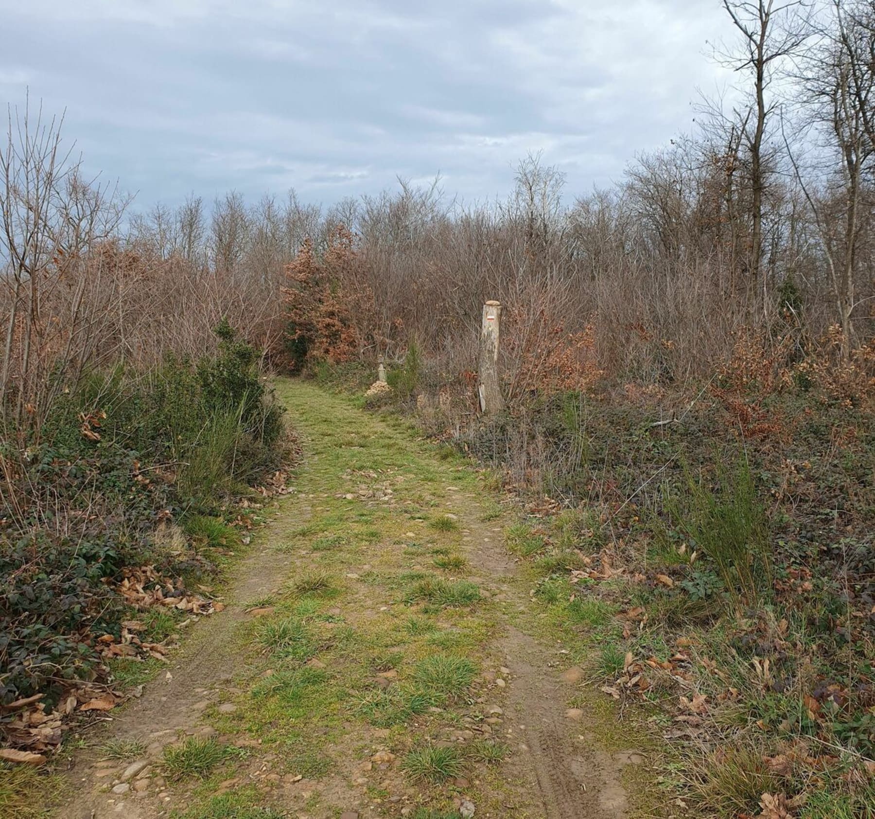 Randonnée Pisieu - Ballade au cœur du bois Favan