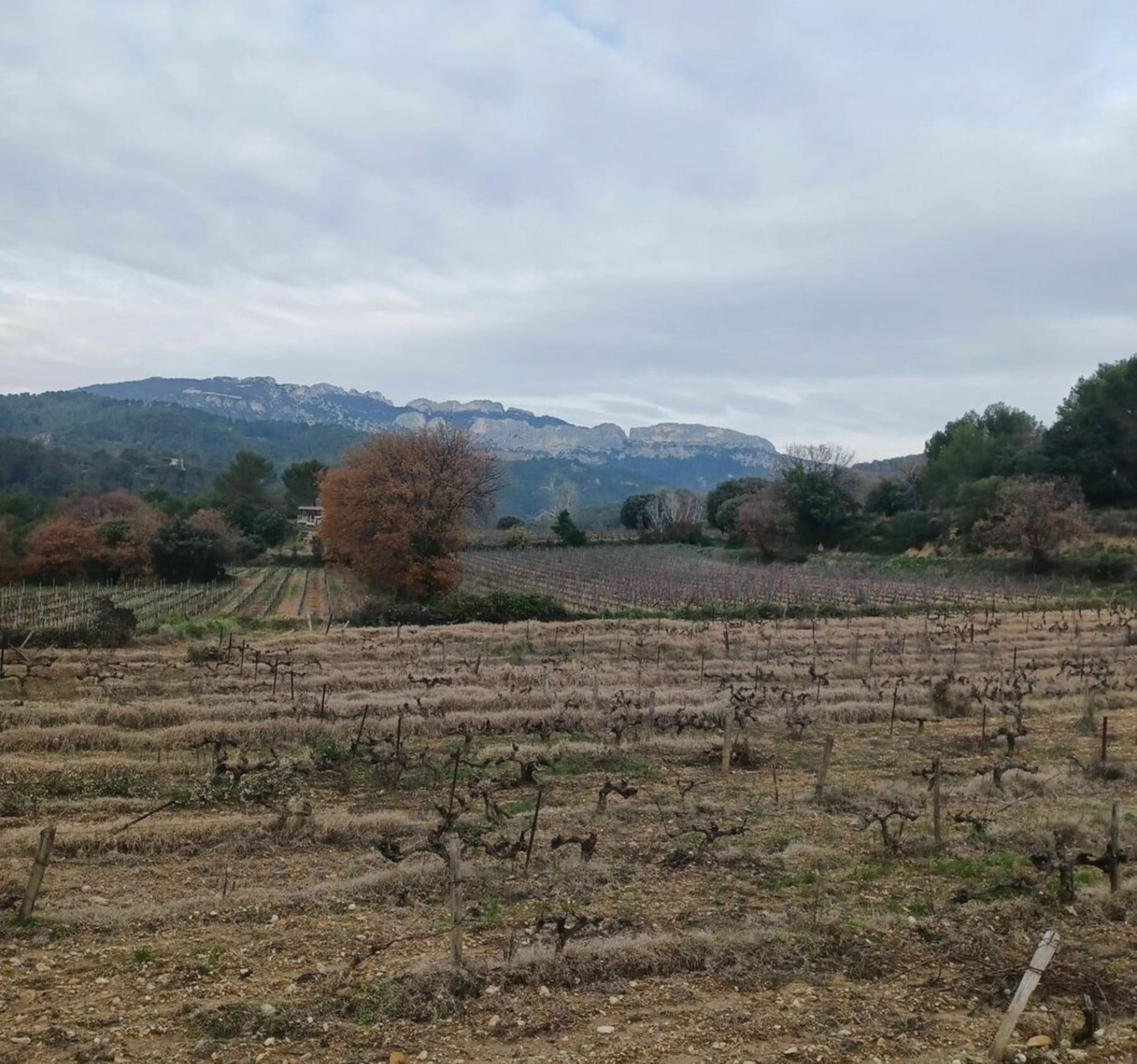 Randonnée Caromb - Tour des dentelles de Montmirail par la route