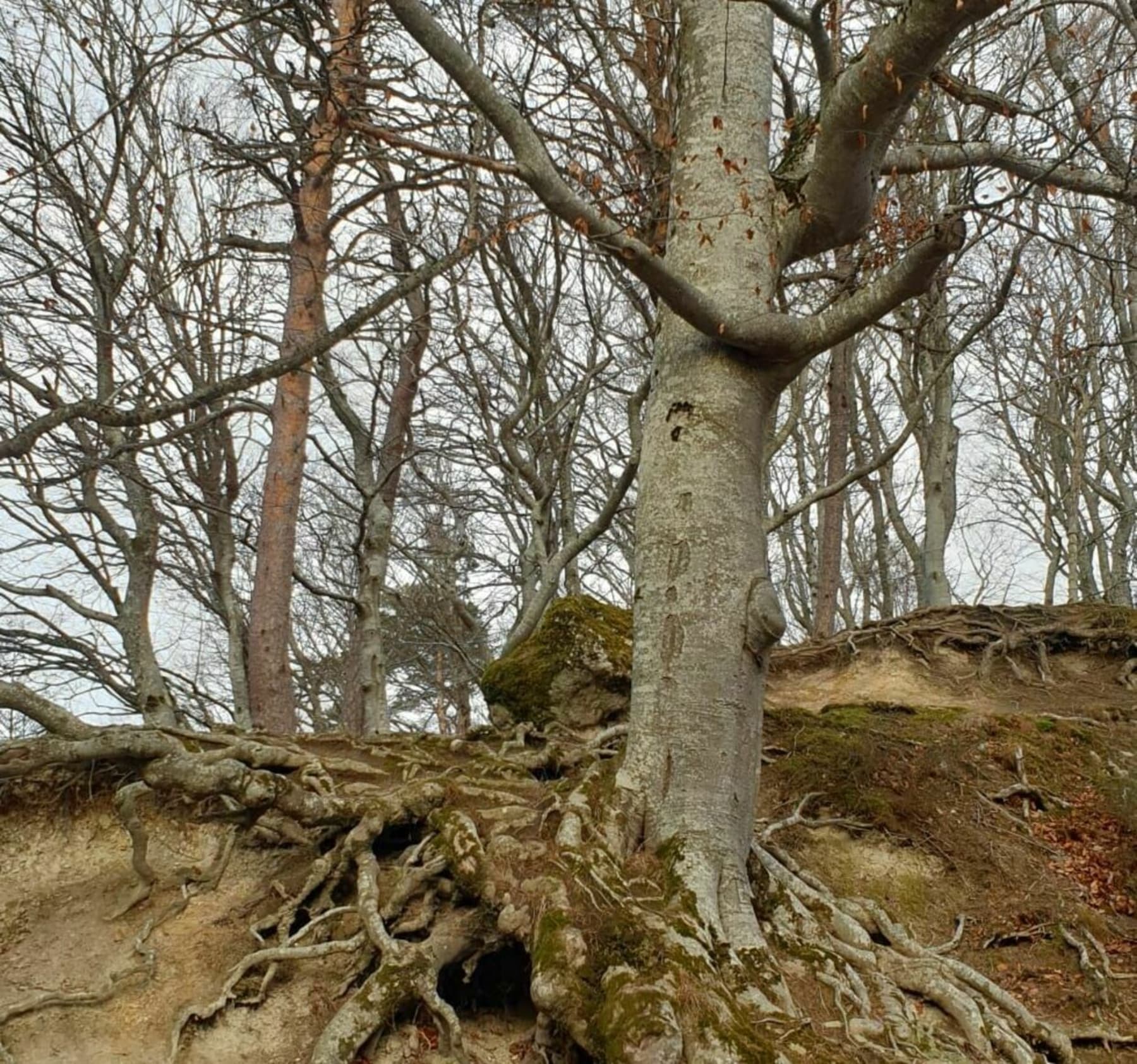 Randonnée Mont-Dore - Balade au Mont-Dore avec peu de dénivelé