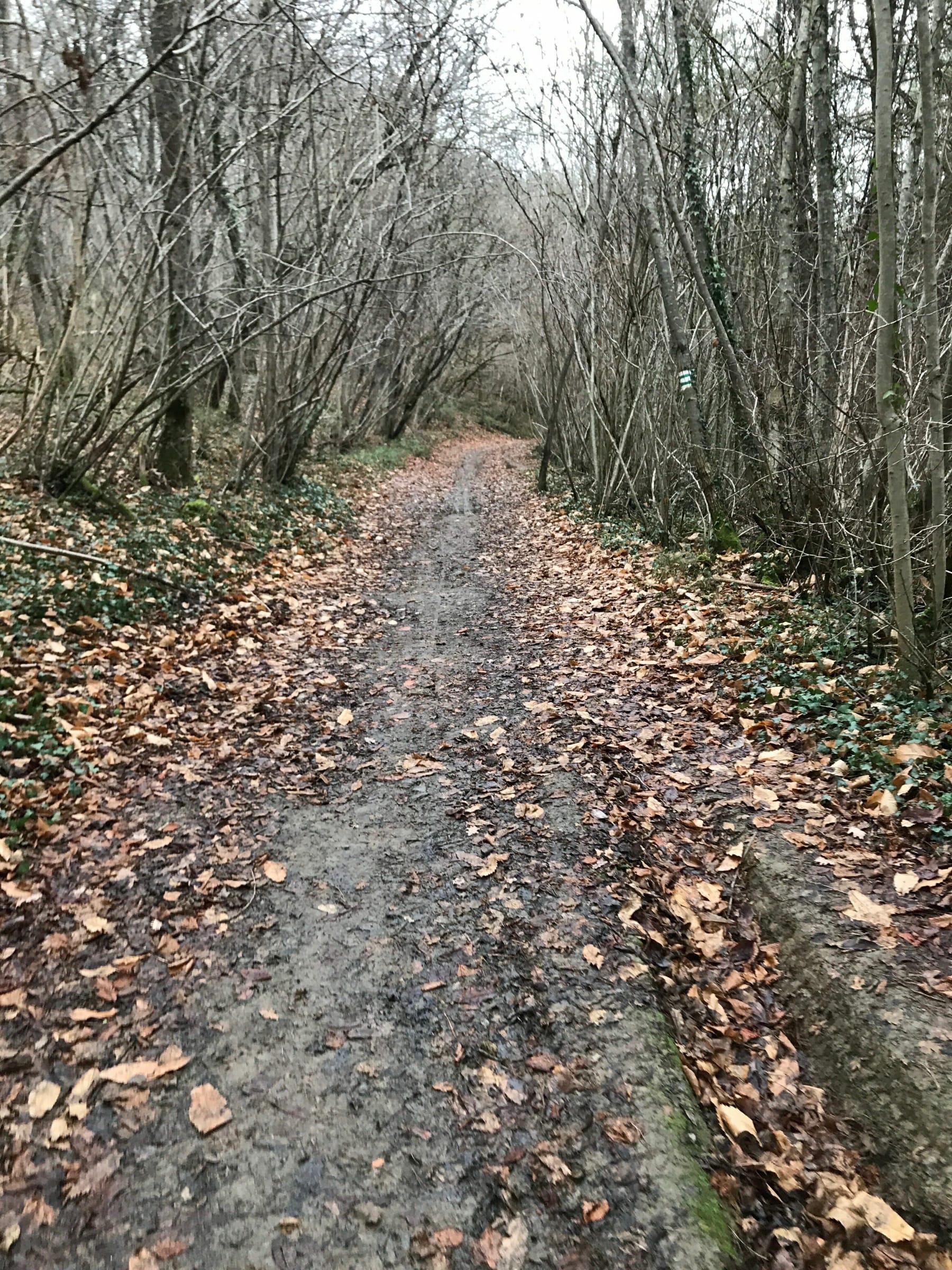 Randonnée Sauveterre-de-Comminges - Petite balade sur le chemin blanc de Sauveterre