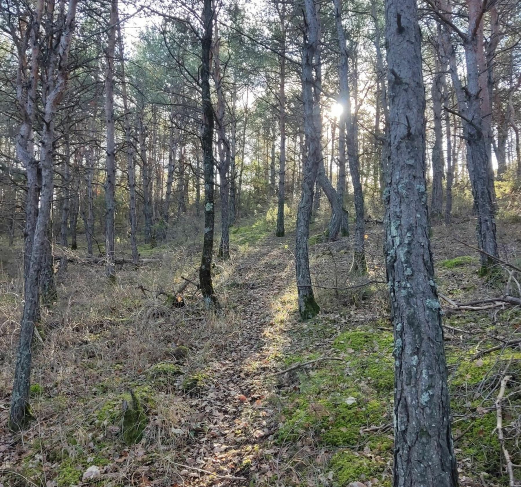 Randonnée Sigoyer - Sur le sentier de Sigoyer à Thèze.