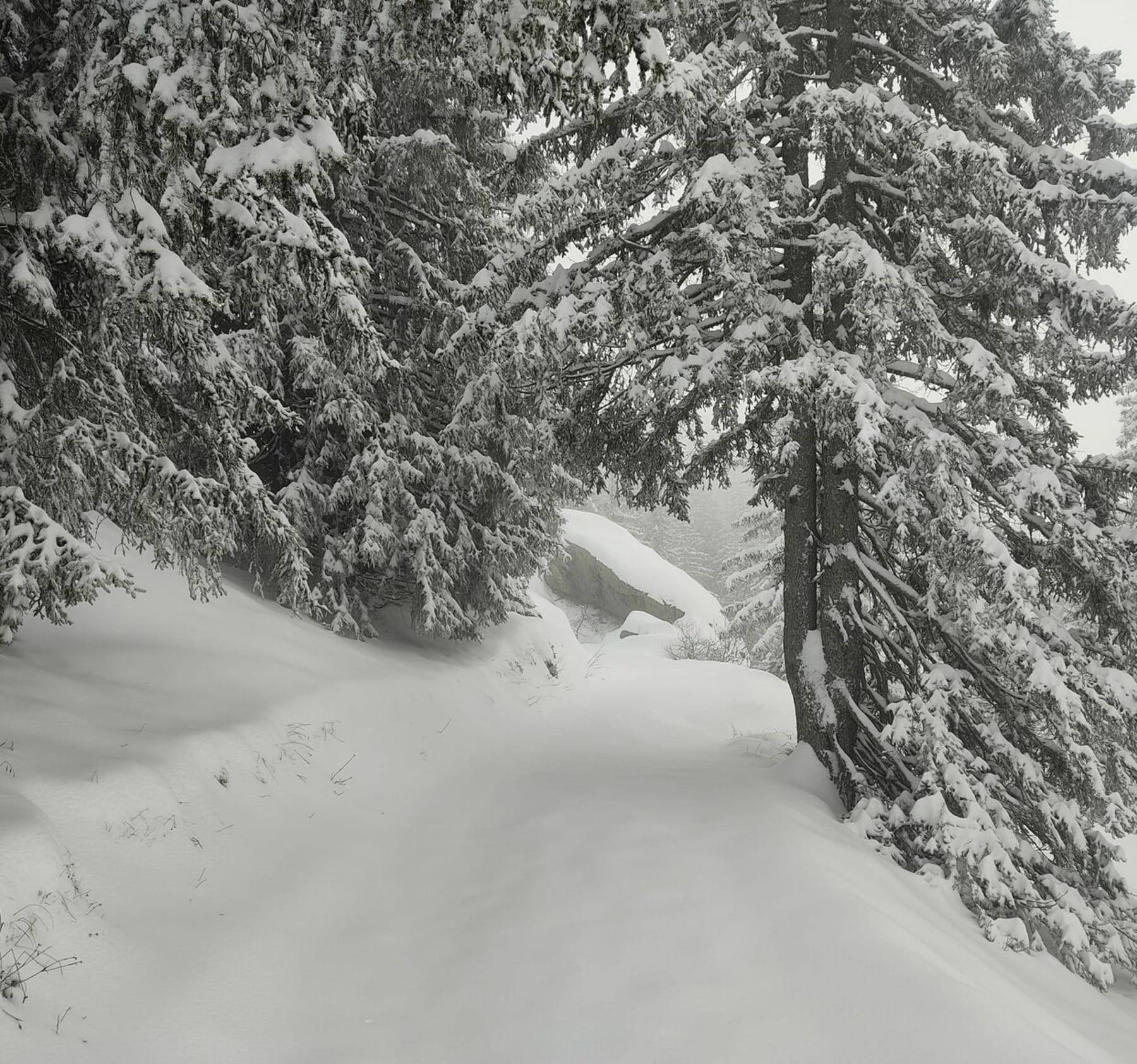 Randonnée Passy - Dans la neige du Lavouet à Barmus et retour à Plaine-Joux