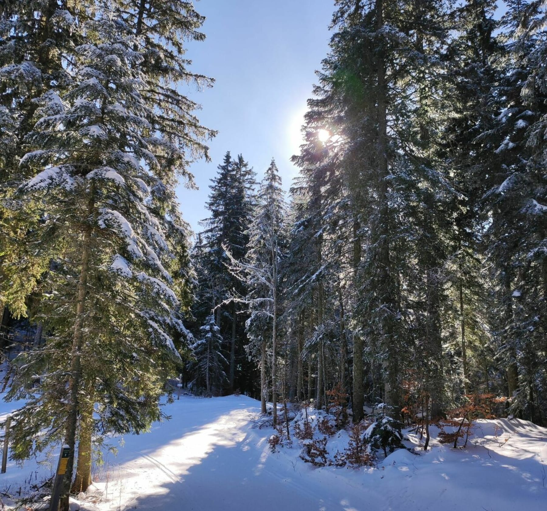 Randonnée Autrans-Méaudre-en-Vercors - Sortie raquettes Autrans N°9. La Sûre/Geve