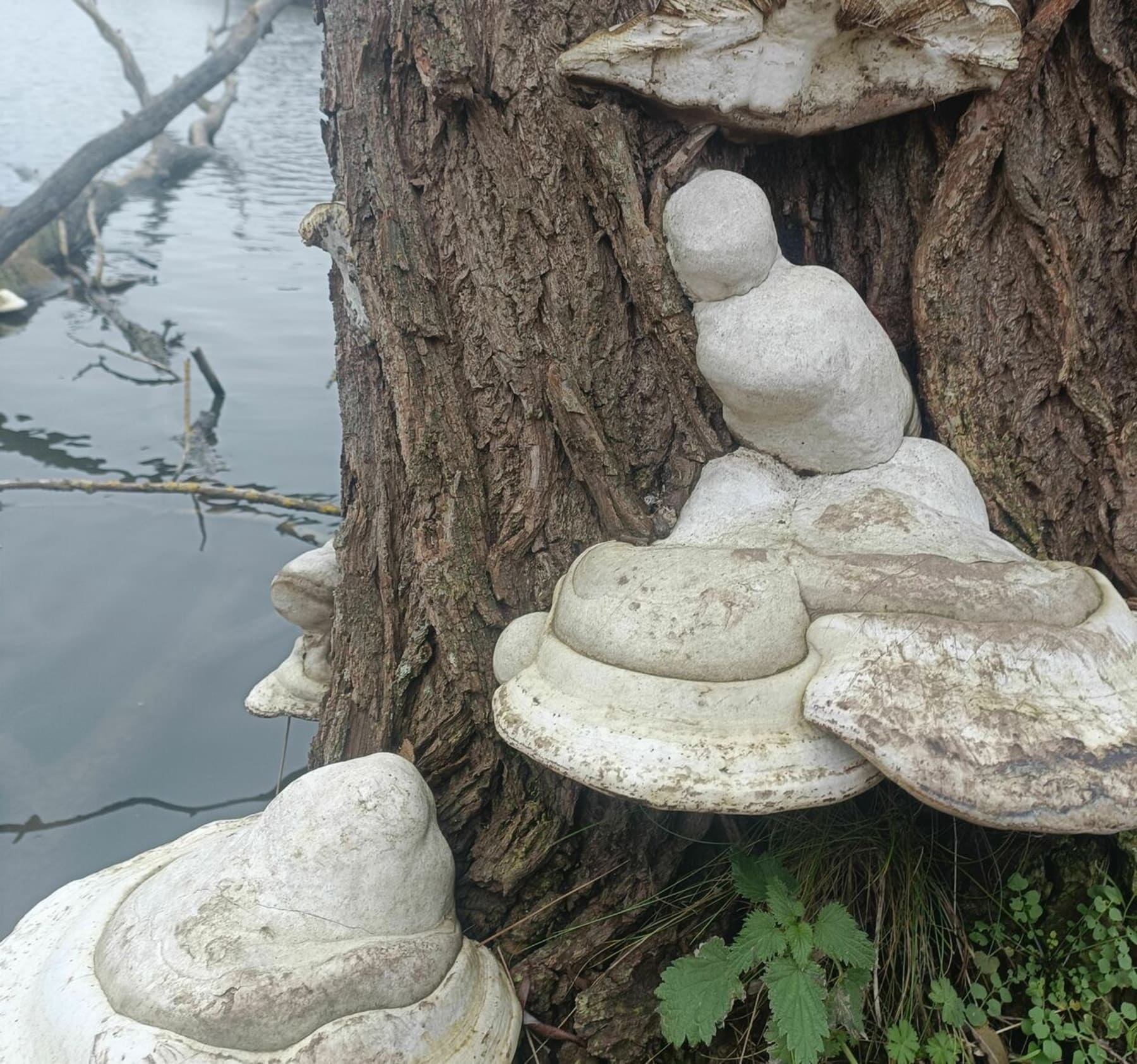 Randonnée Le Chesnay-Rocquencourt - La nature et le calme dans l'arboretum de Chèvreloup