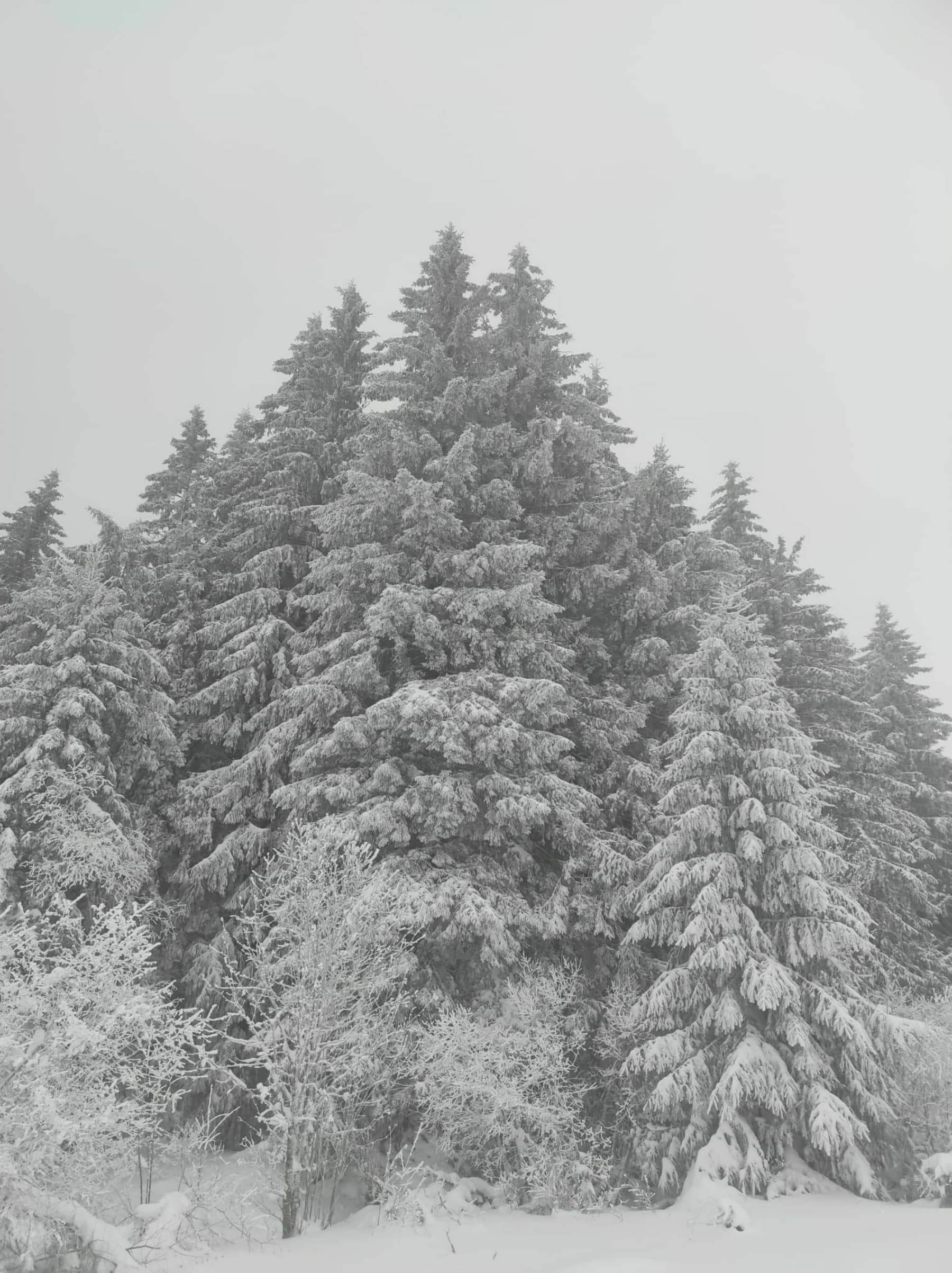 Randonnée Saulzet-le-Froid - Pessade et le Puy de la Védrine