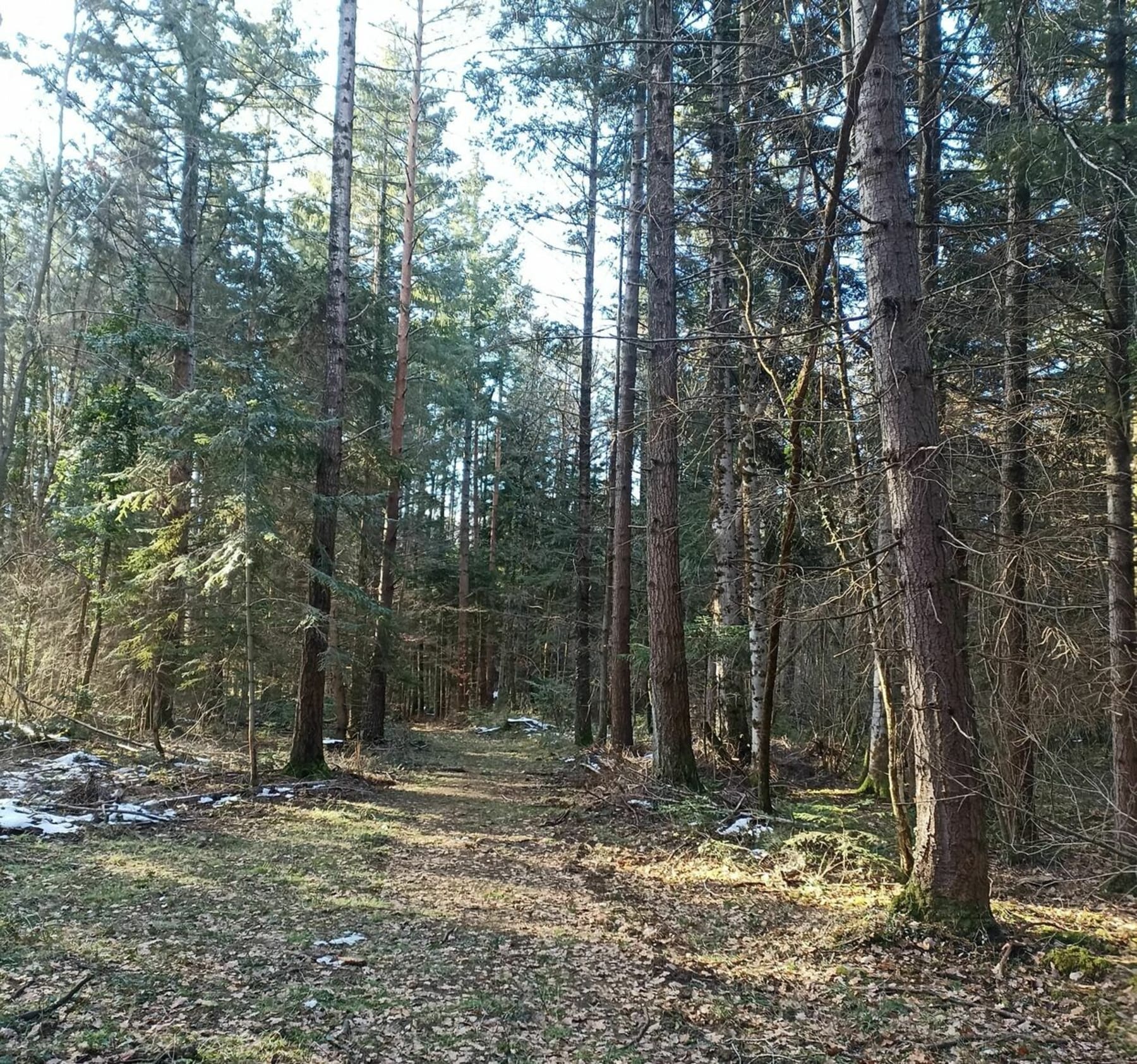 Randonnée Puivert - Boucle autour de Puivert par le labyrinthe Vert