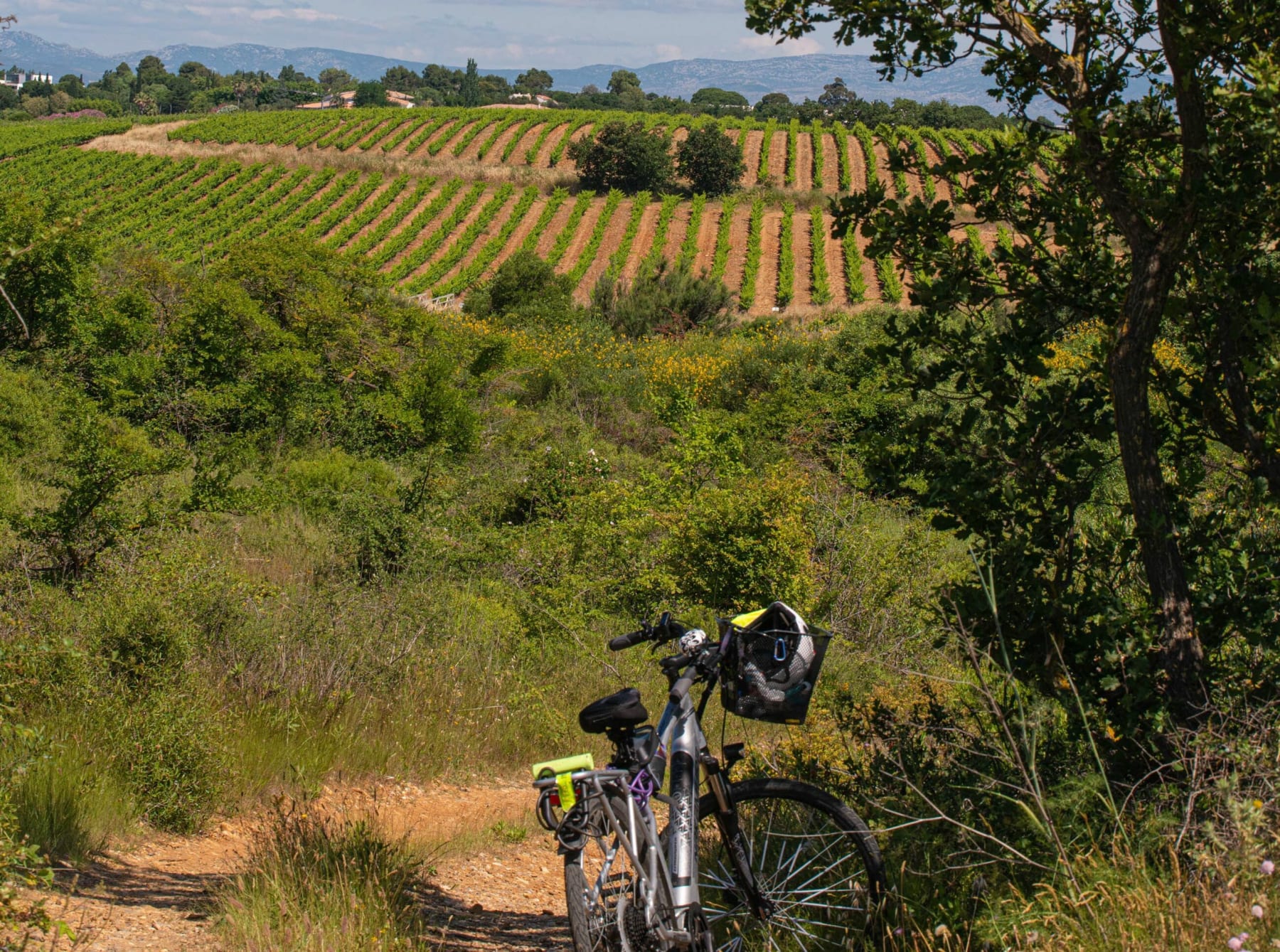 Randonnée Canet-en-Roussillon - Découverte du vignoble de Canet-en-Roussillon