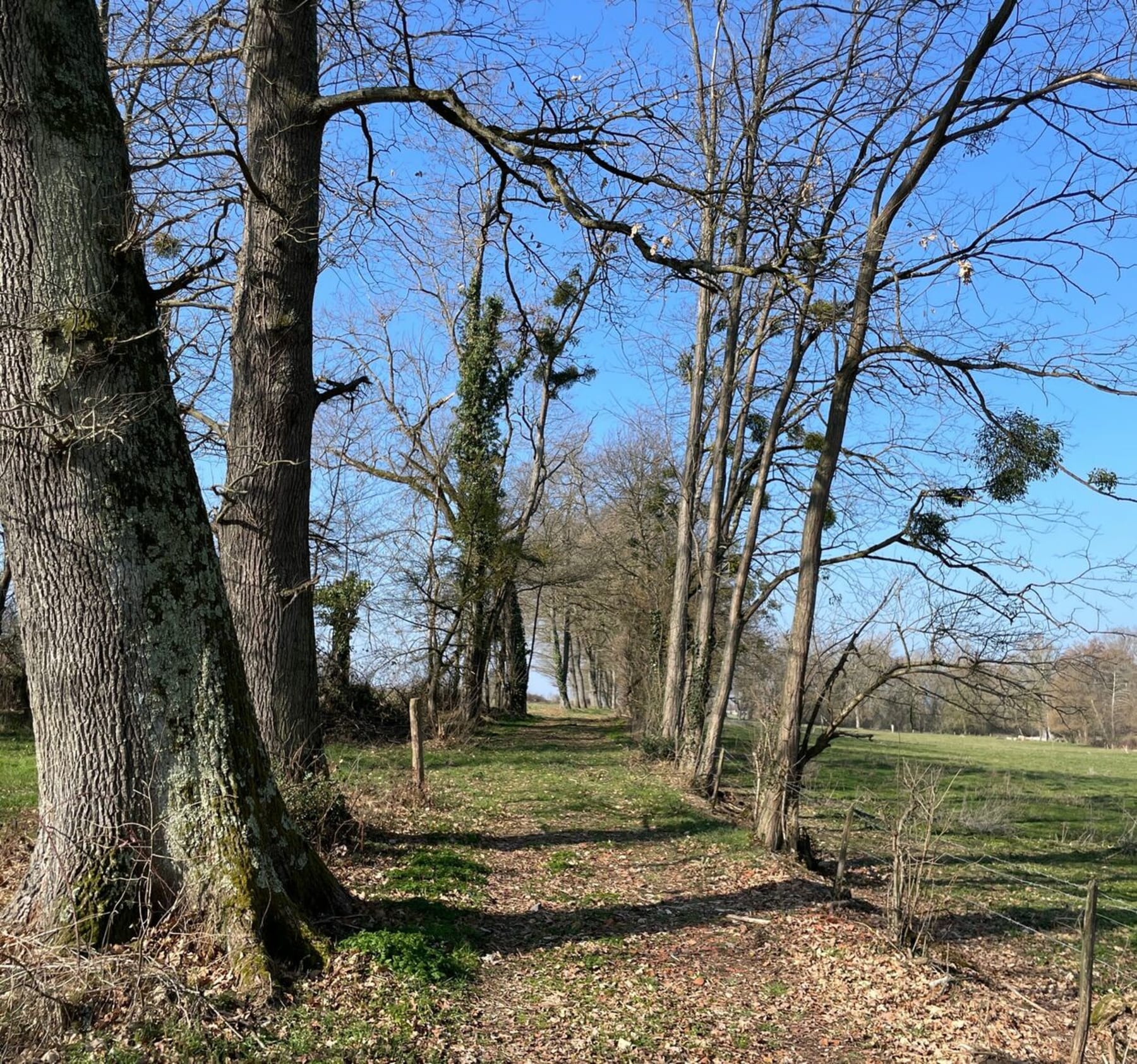 Randonnée Labarthe-Inard - Boucle du Cap du Bosquet à Labarthe-Inard