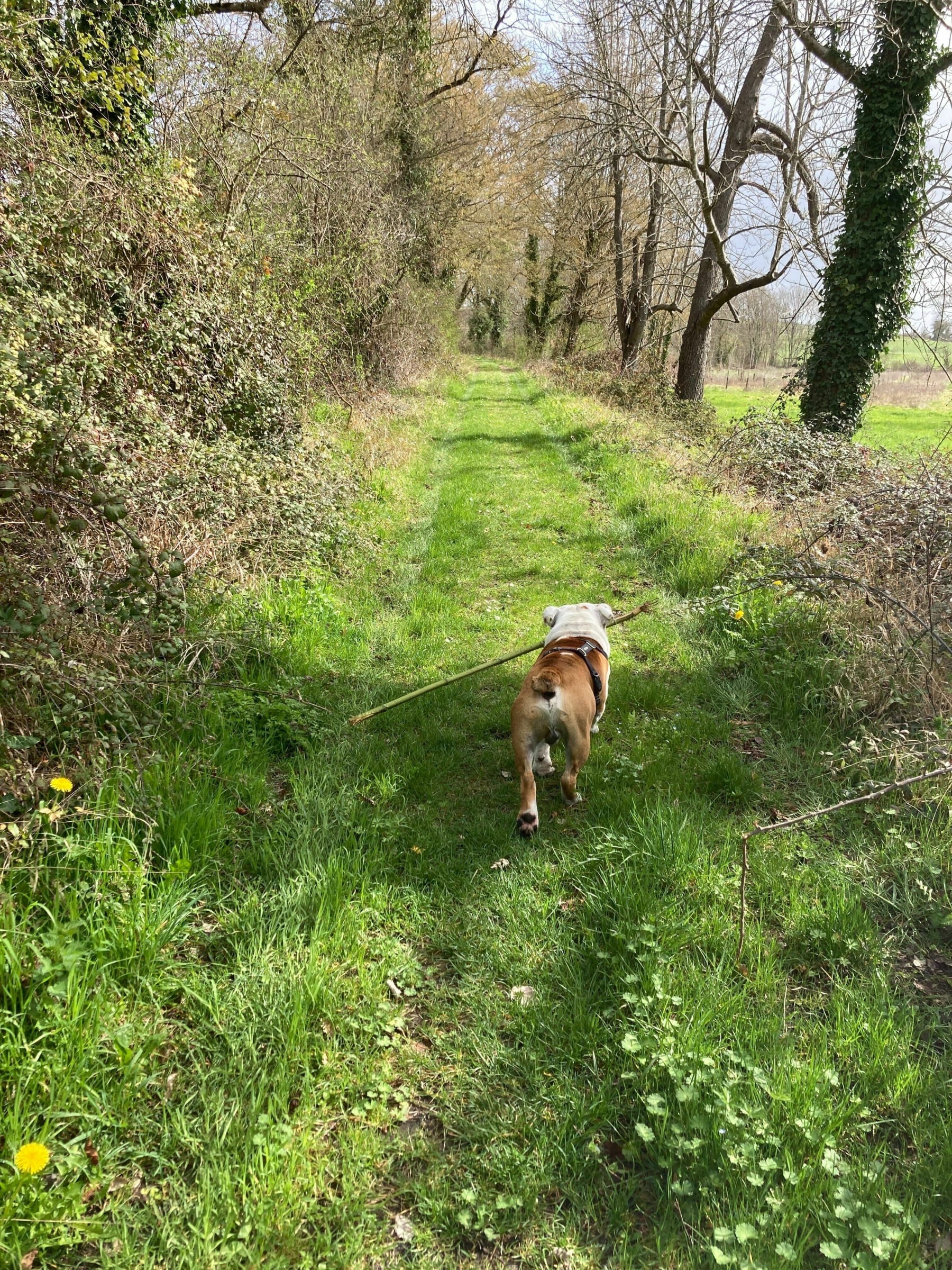 Randonnée Criteuil-la-Magdeleine - Sentier de la fritillaire Pintade à Beaumont