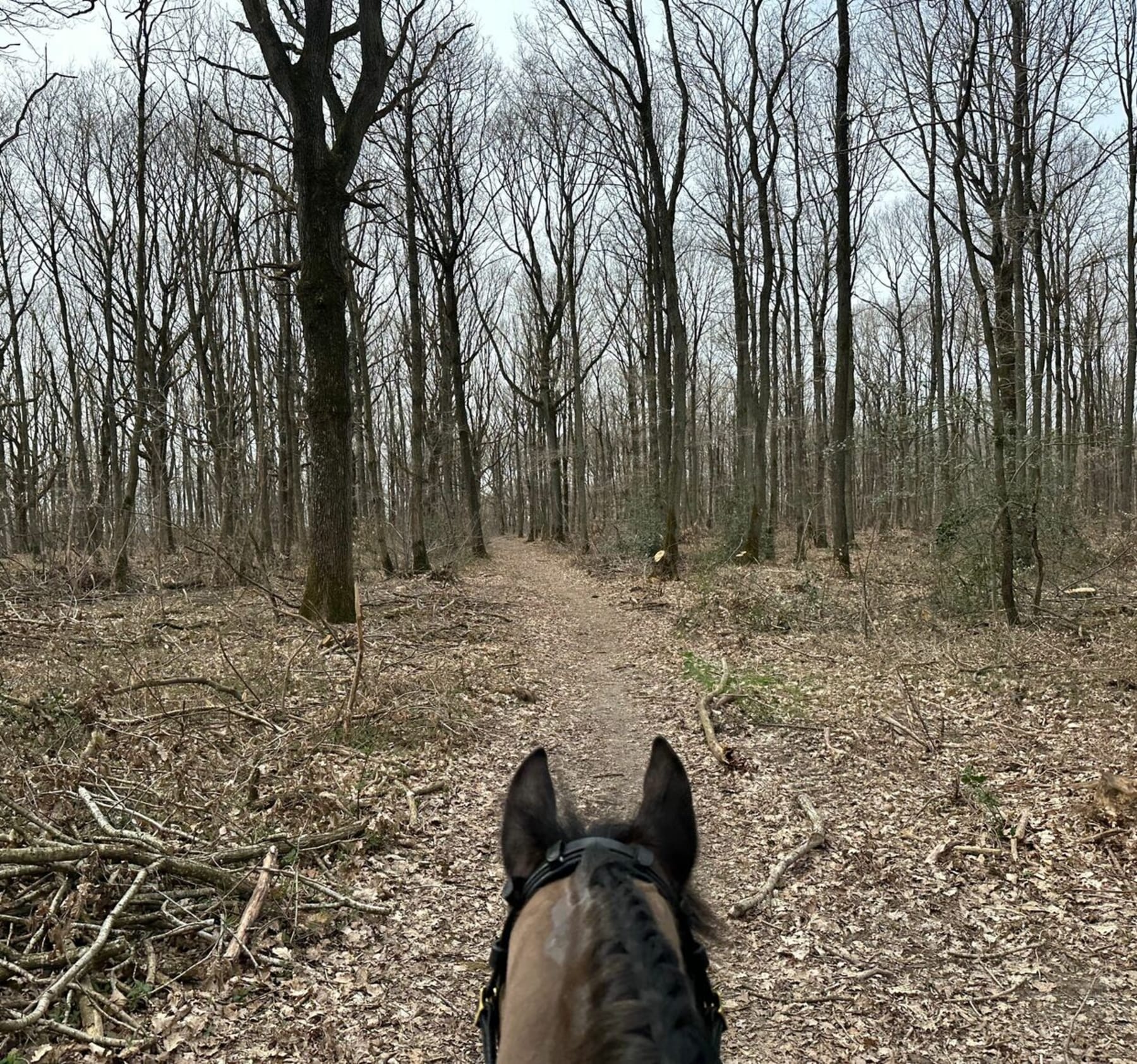 Randonnée Saint-Cyr-sous-Dourdan - Balade sportive dans la forêt d'Angervilliers