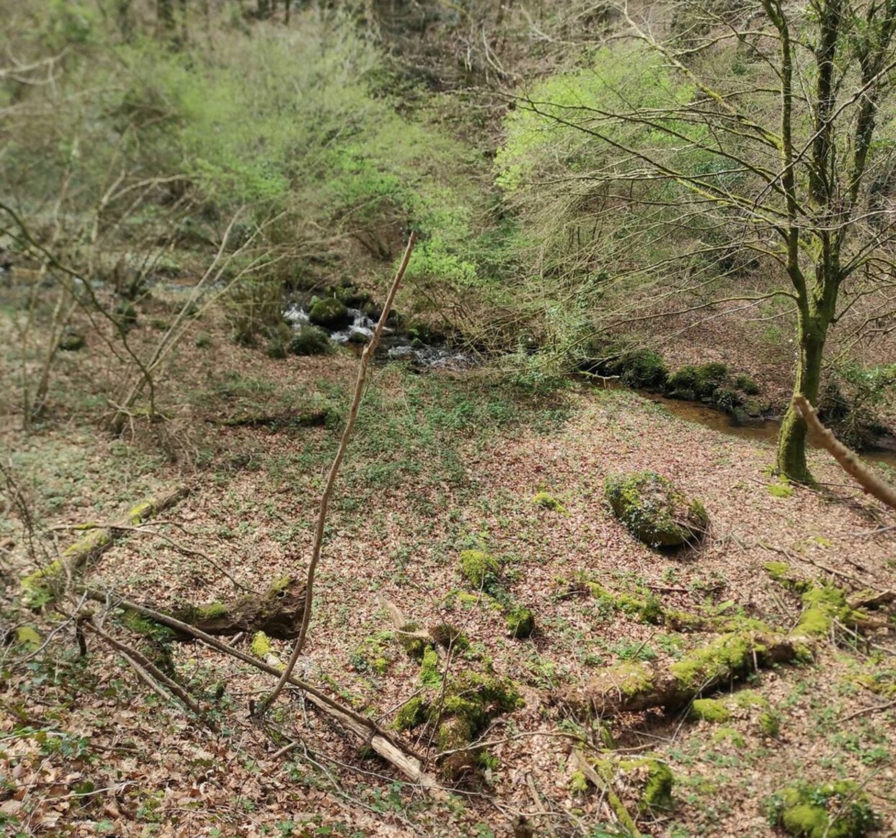 Randonnée Plésidy - Le menhir de Toul-du et son court d'eau