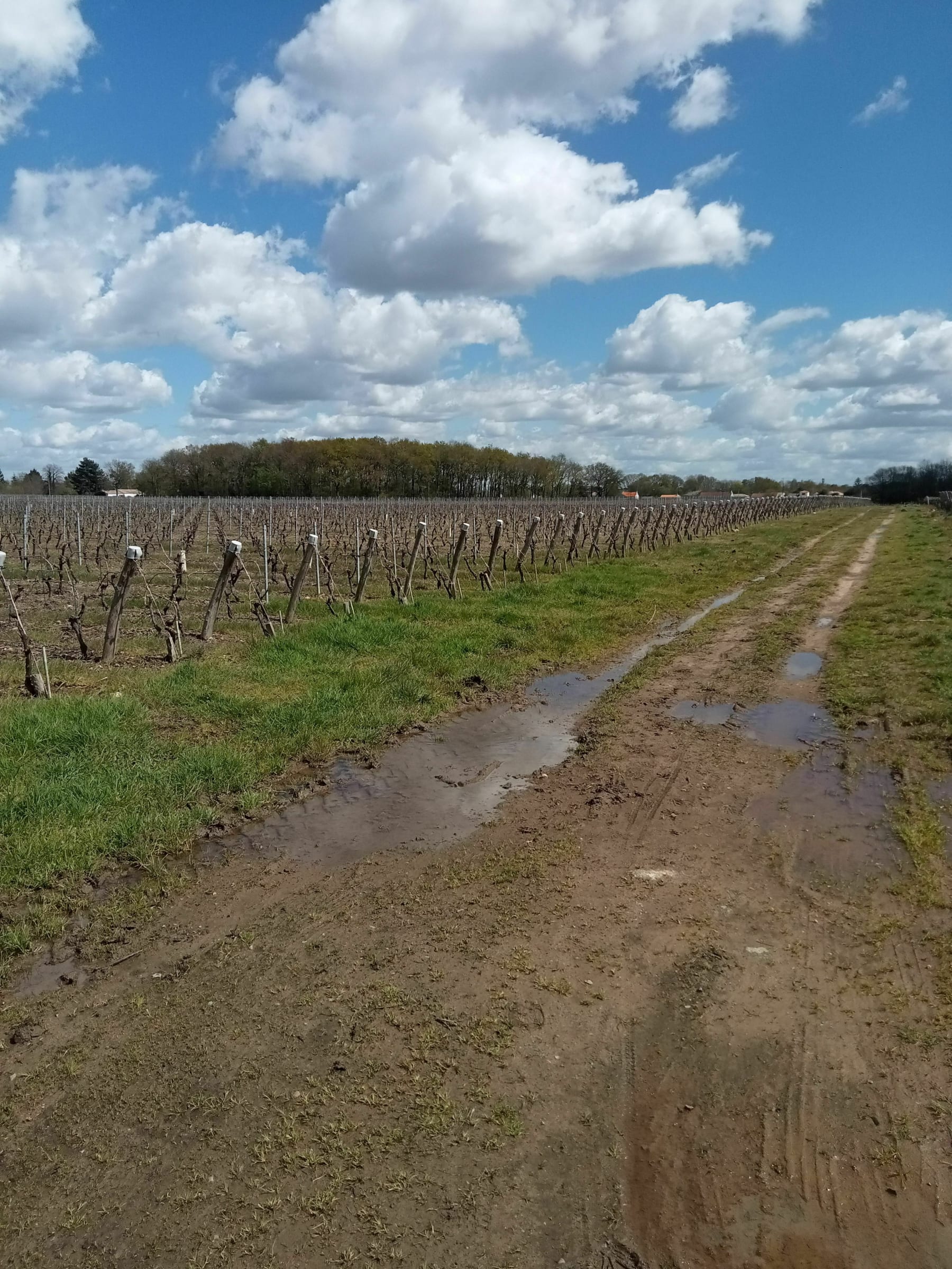 Randonnée Bouaye - Belle balade à Bouaye par la Mévelière