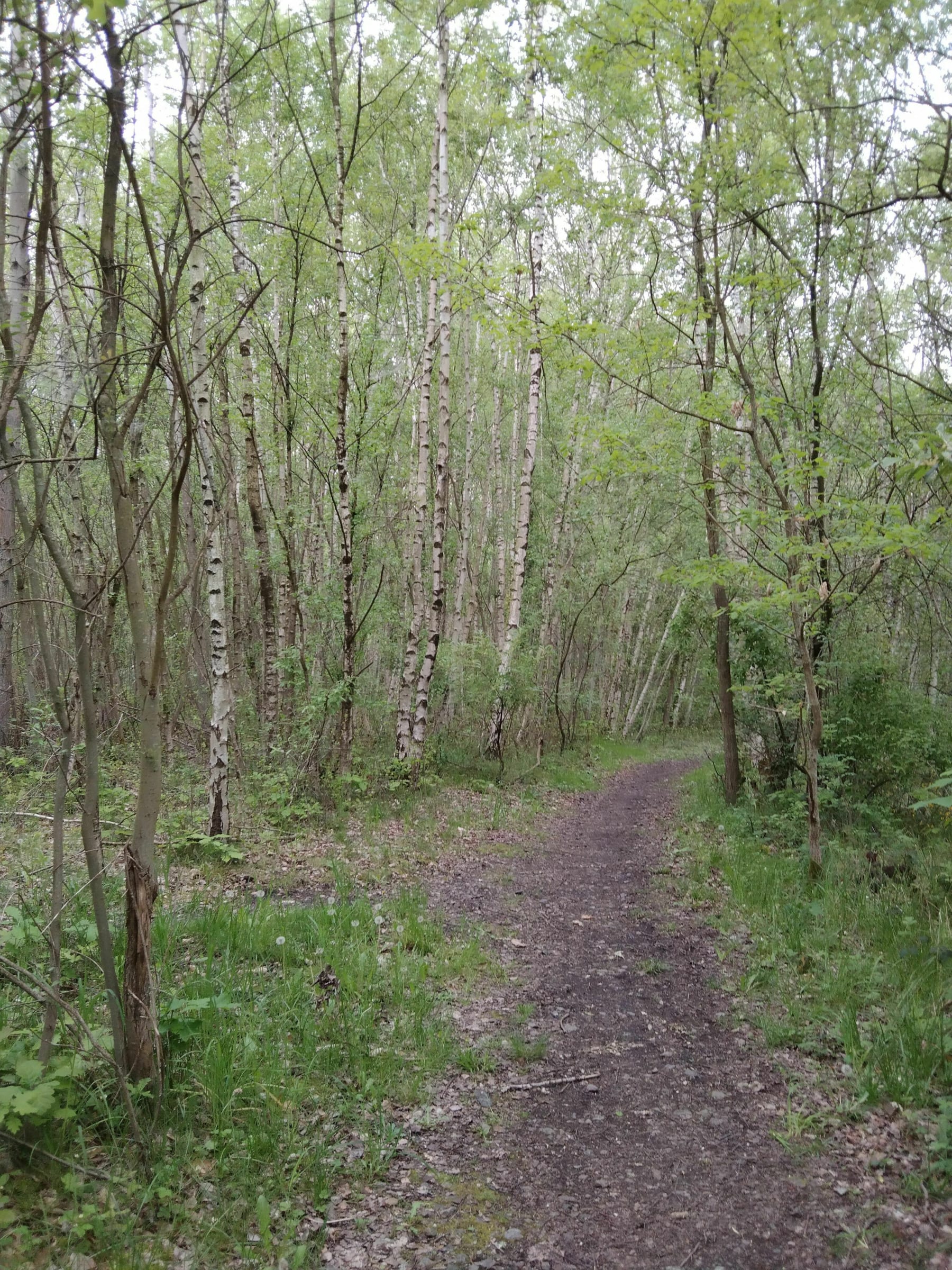 Randonnée Bruay-la-Buissière - Bois des dames, autour du terril 12 jusqu'à Motte castrale