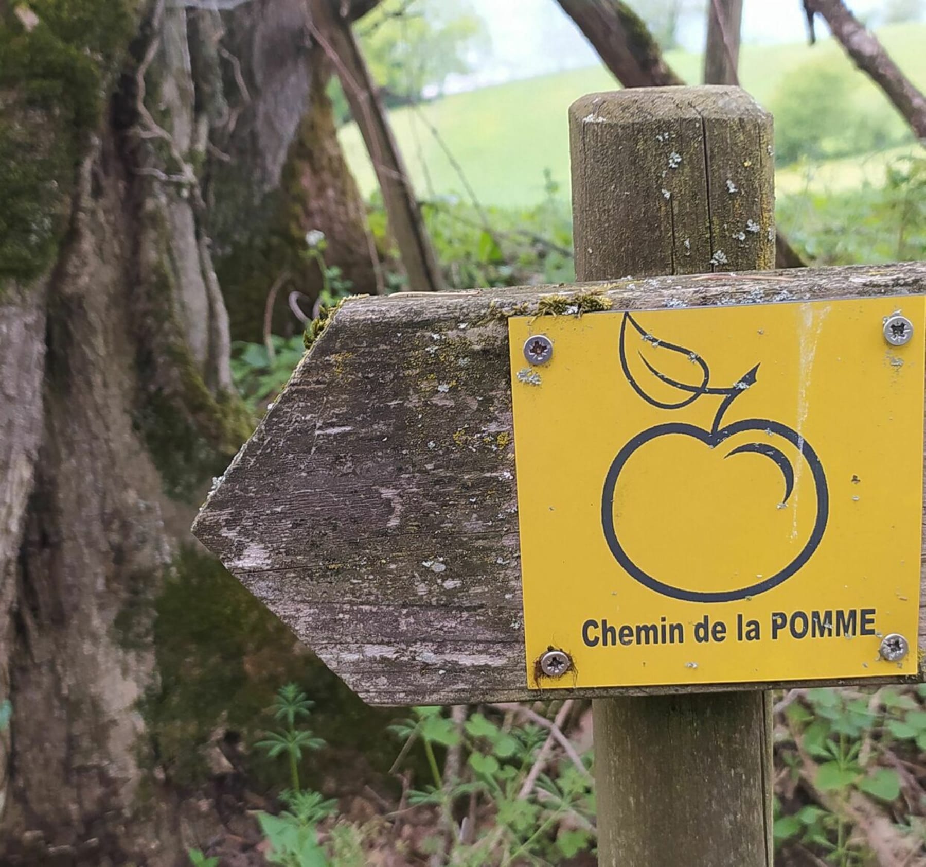 Randonnée Rumilly - Le chemin de la pomme à l'envers depuis Les Pérouses