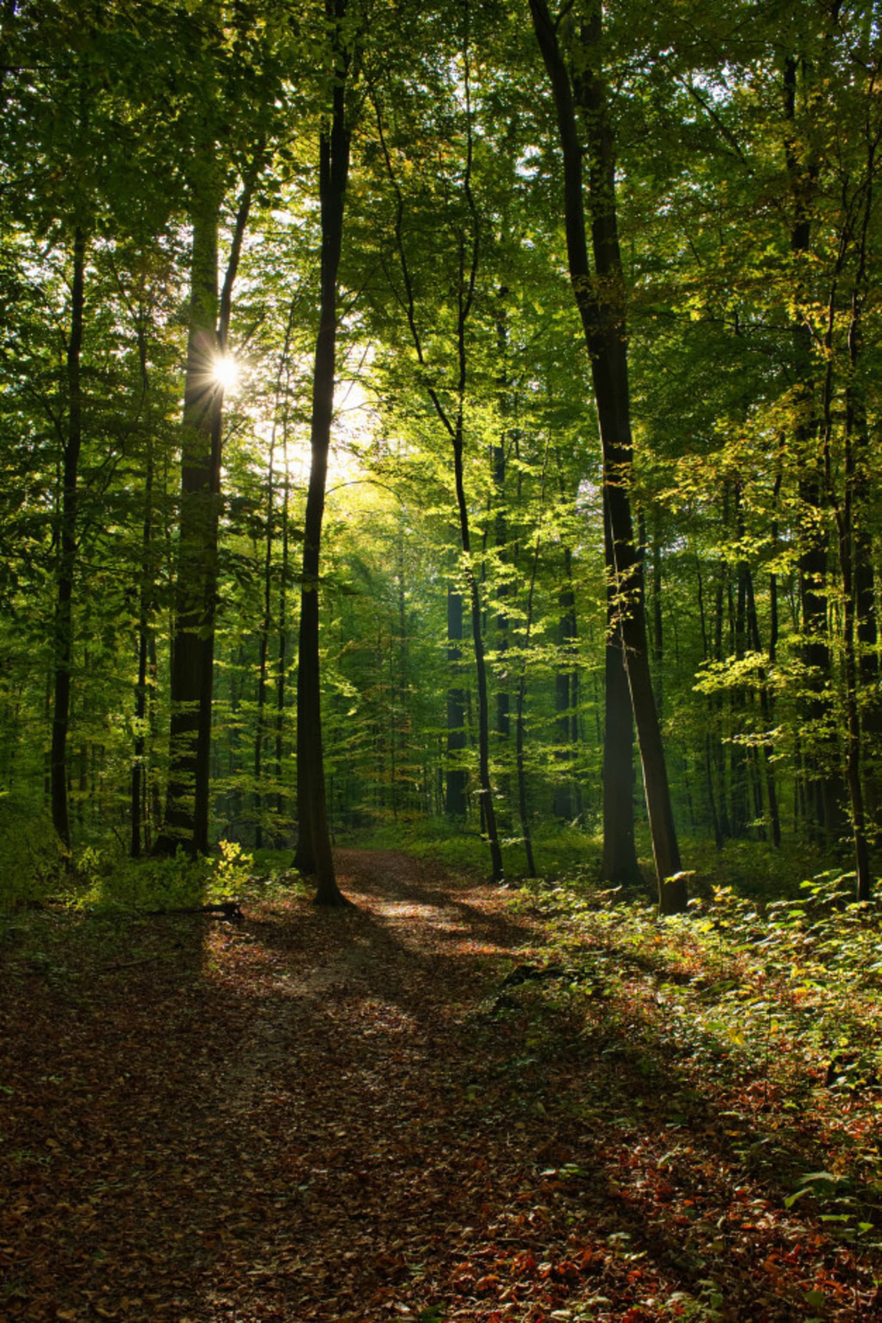 Randonnée Fontaine-Simon - La forêt domaniale de Senonches