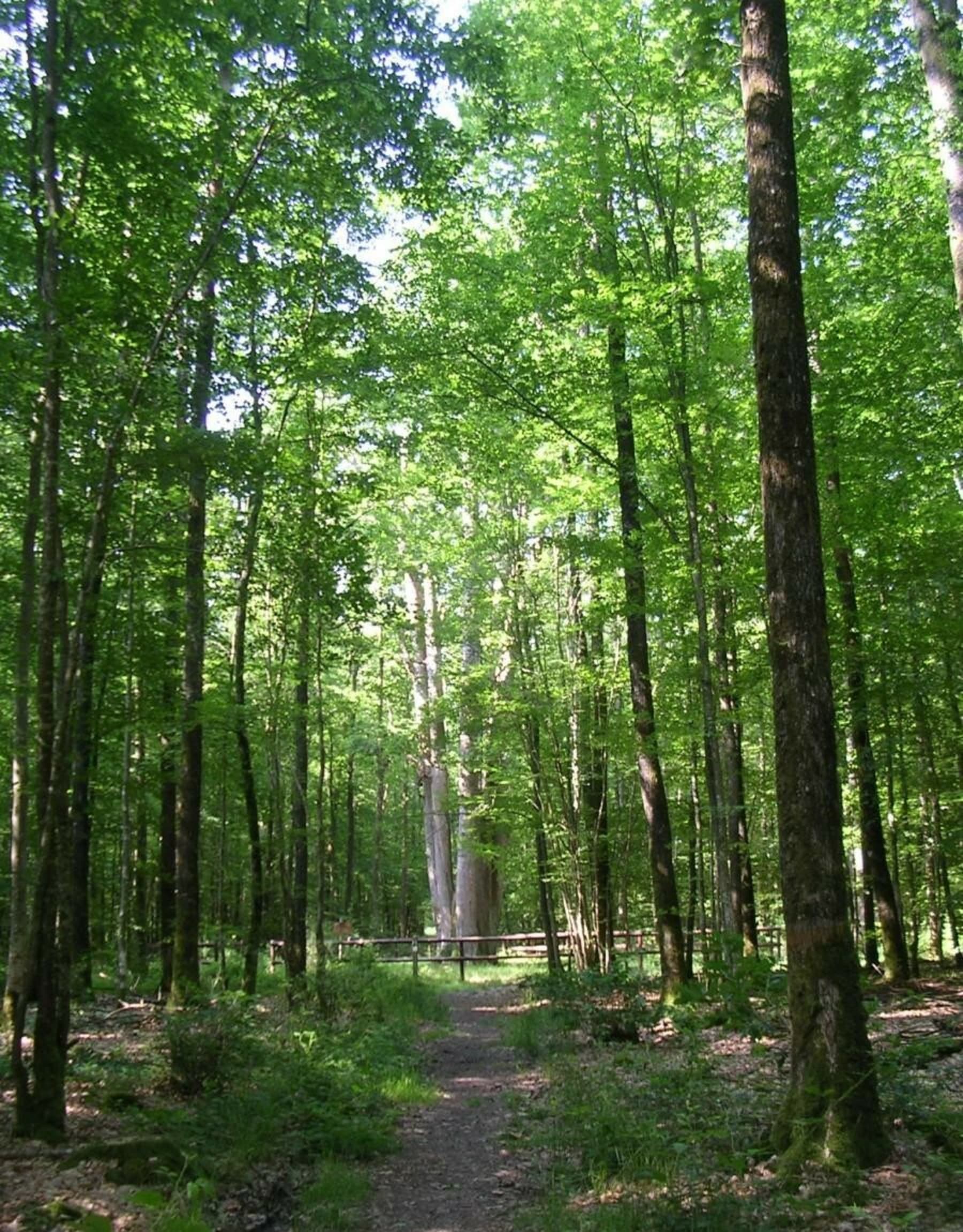 Randonnée Senonches - Forêt domaniale de Senonches - Autour de la haute forêt (Senonches - La Ferté-Vidame)