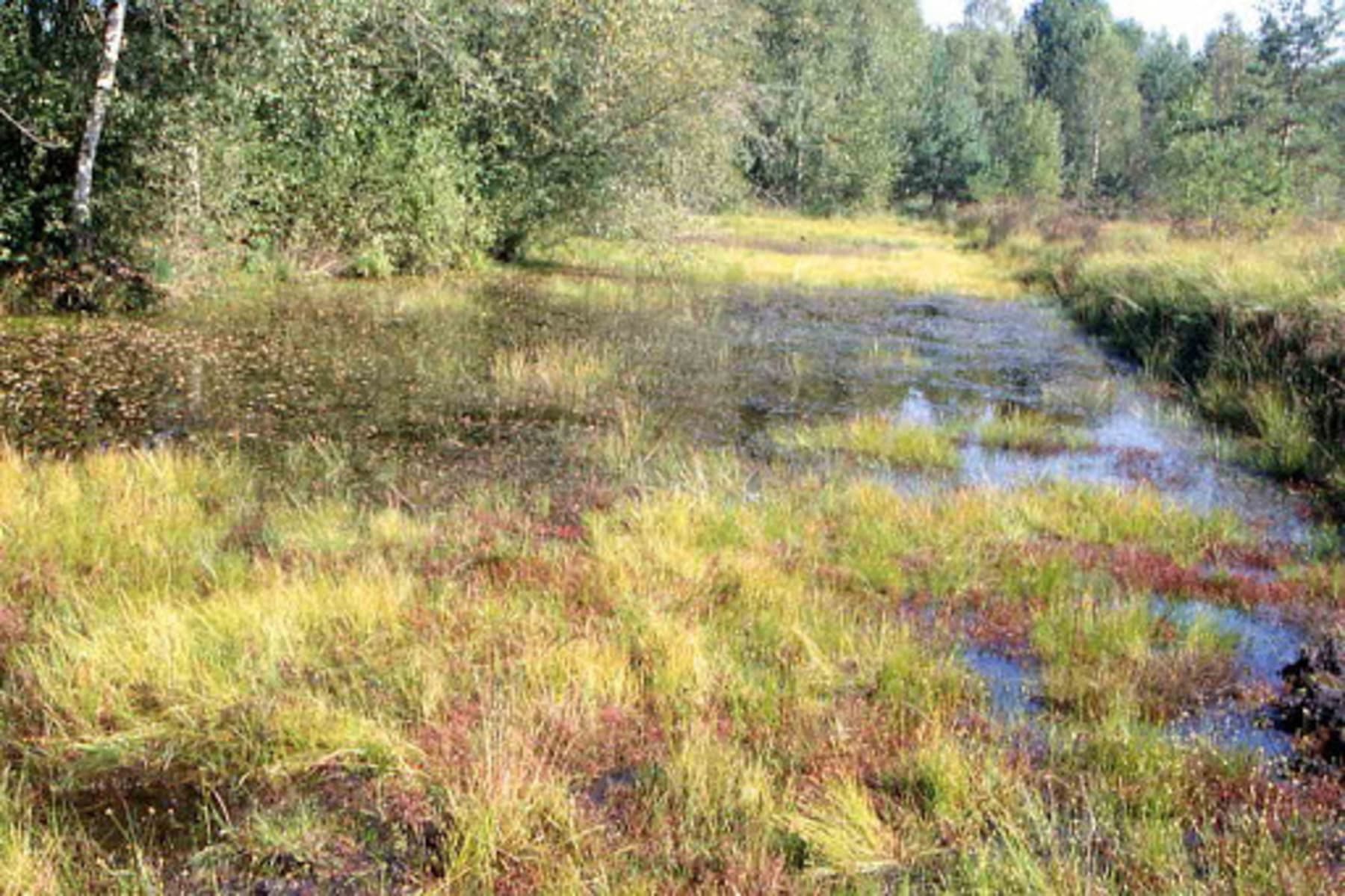 Randonnée Manou - Sentier de la tourbière des Froux