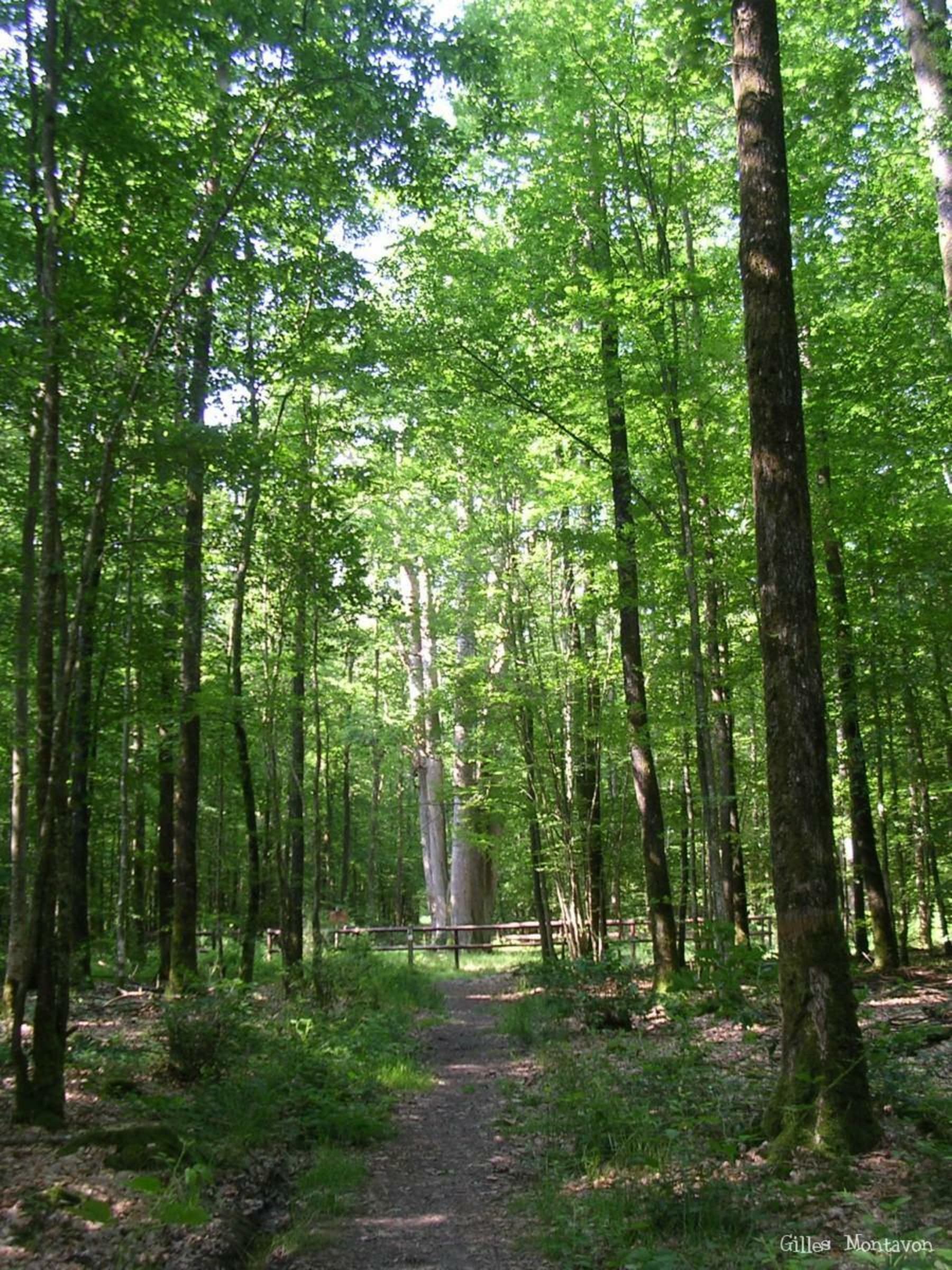 Randonnée Belhomert-Guéhouville - Forêt domaniale de Senonches - Les horizons de la vallée de l'Eure