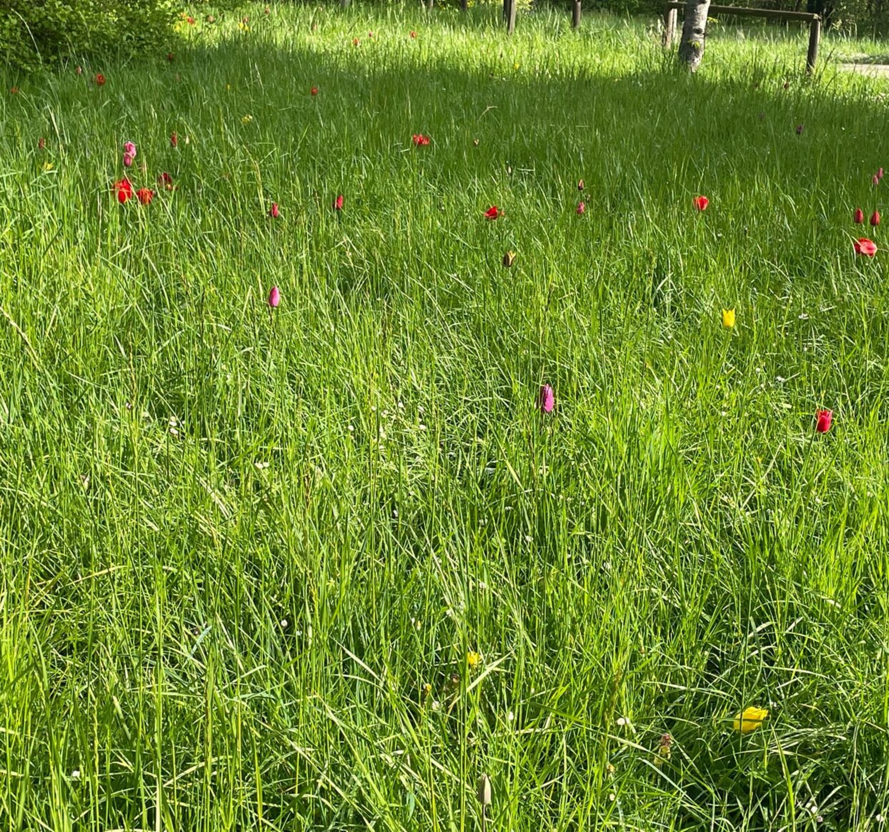 Randonnée Maisons-Alfort - Sortie au bois de Vincennes